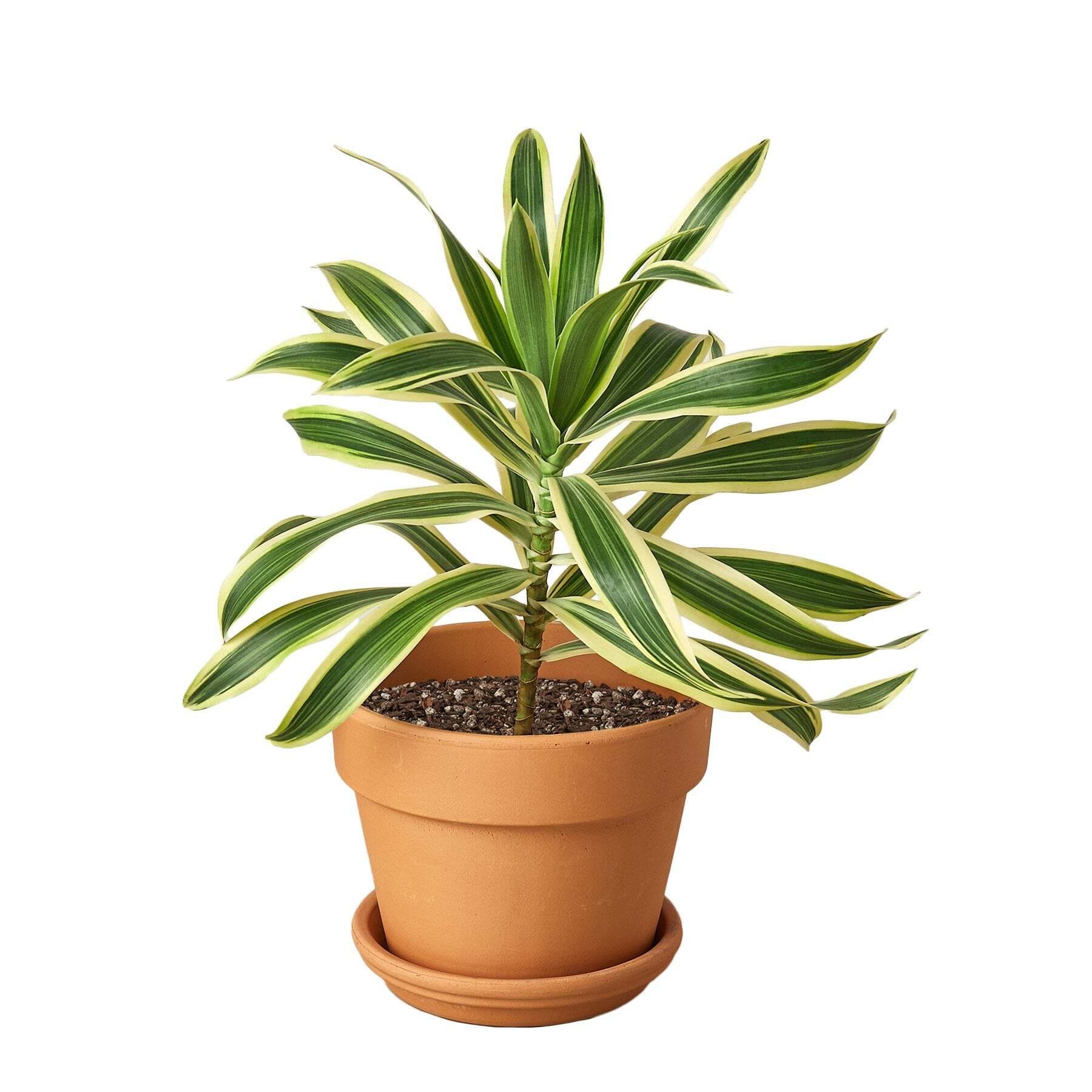 Dracaena 'Song of India'-6" Pot / Nursery Pot