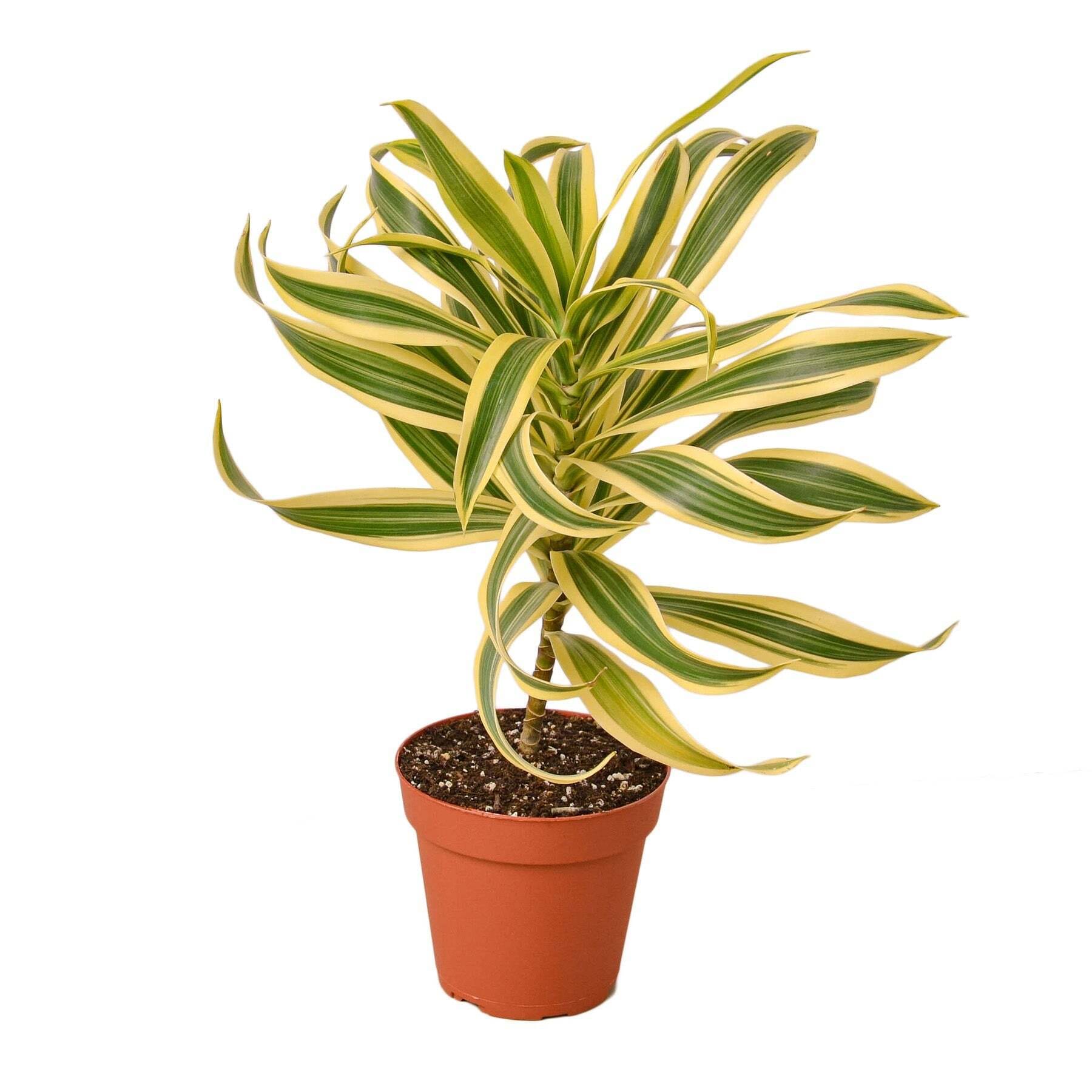 Dracaena 'Song of India'-6" Pot / Nursery Pot