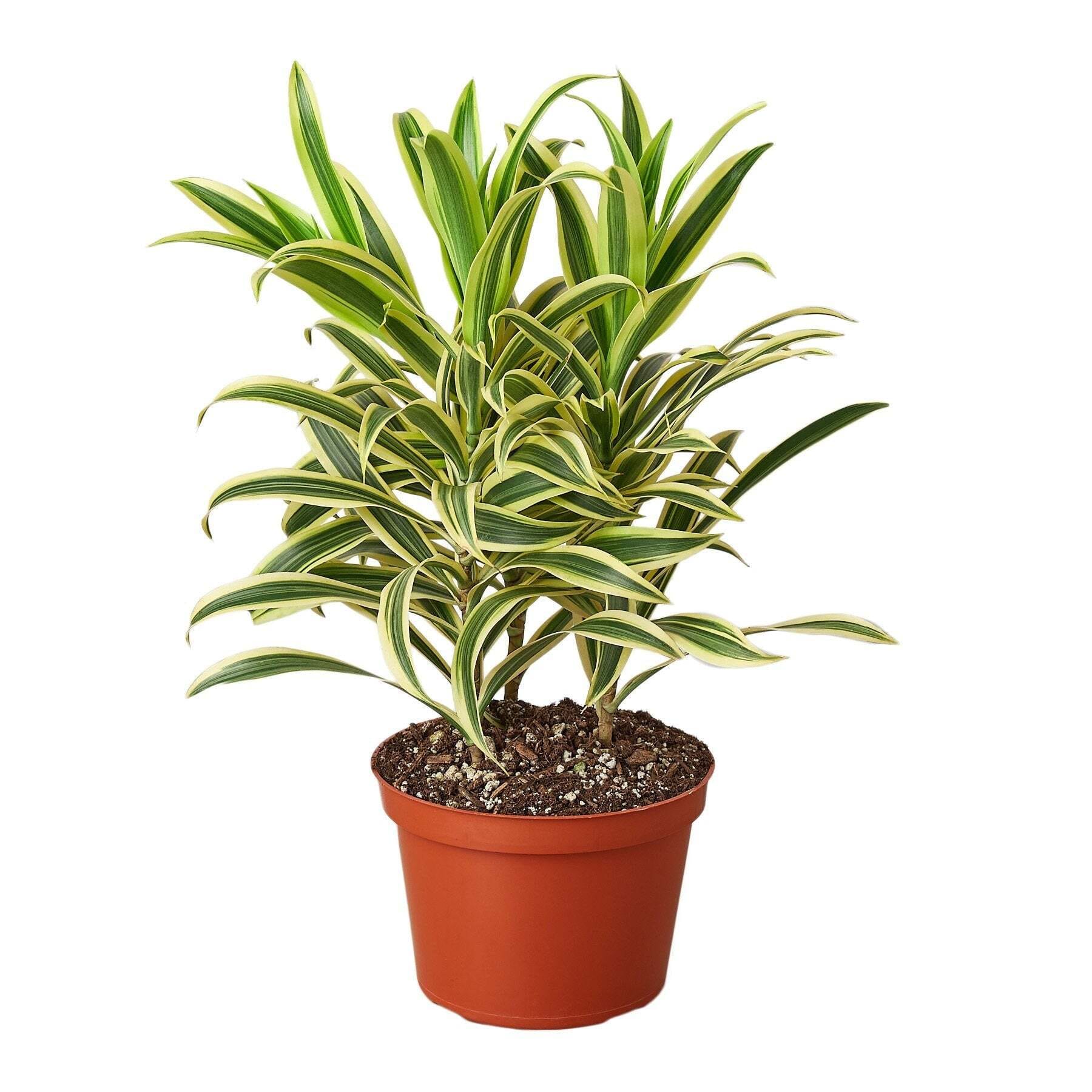 Dracaena 'Song of India'-6" Pot / Nursery Pot
