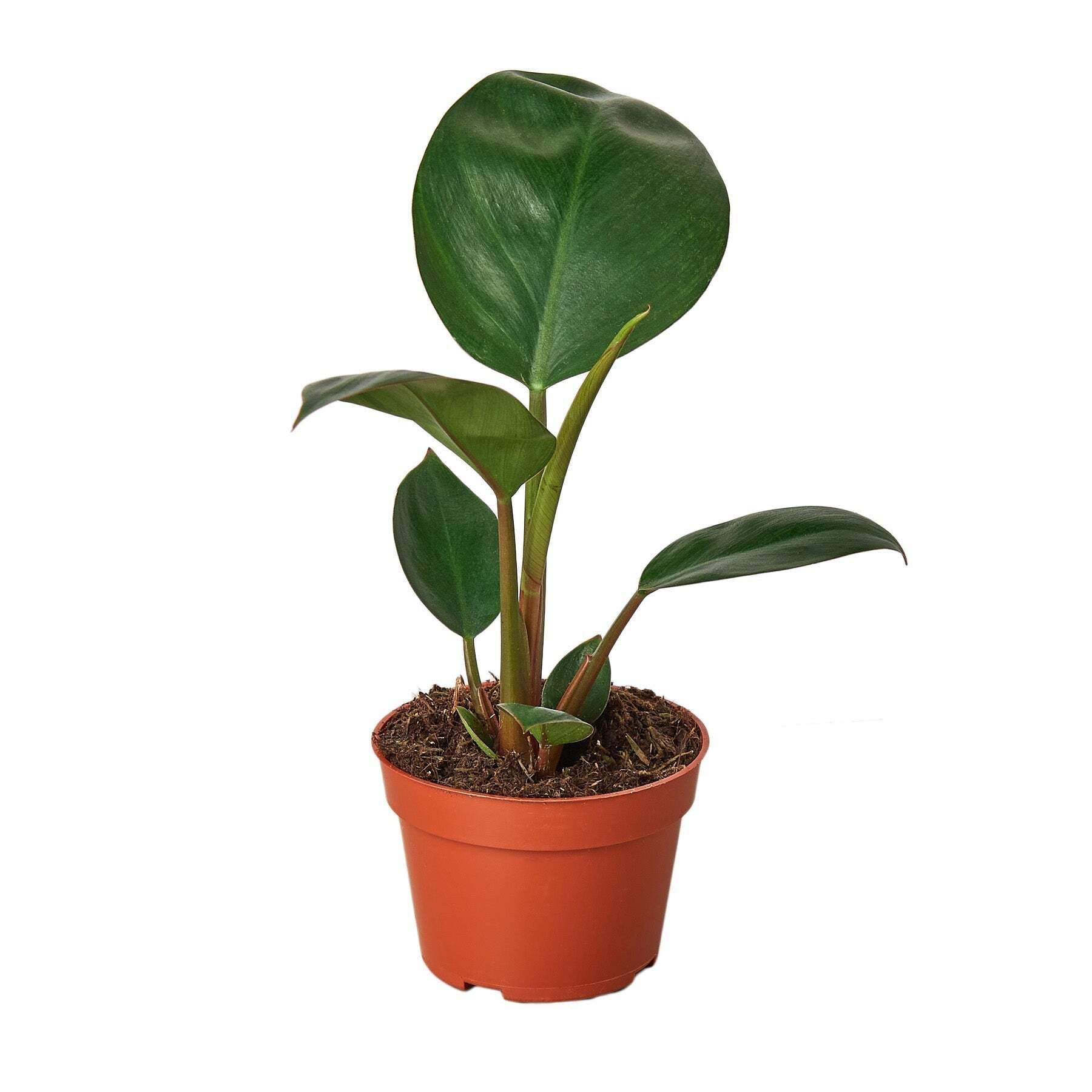 Philodendron 'Congo Rojo'-4" Pot