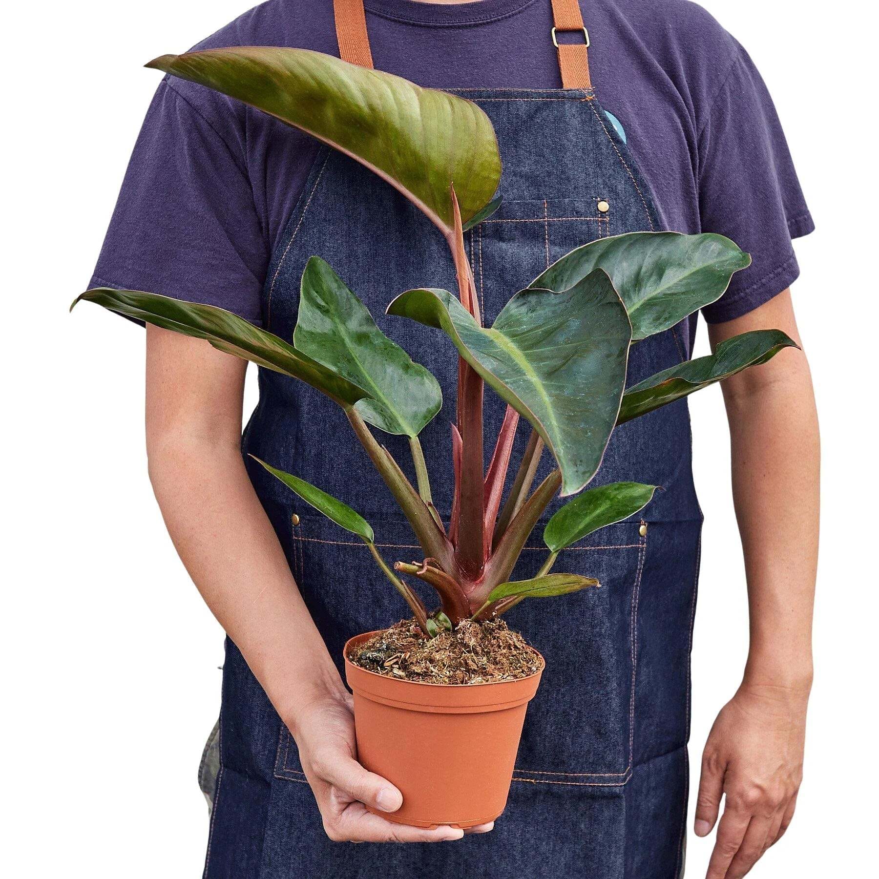 Philodendron 'Congo Rojo'-4" Pot