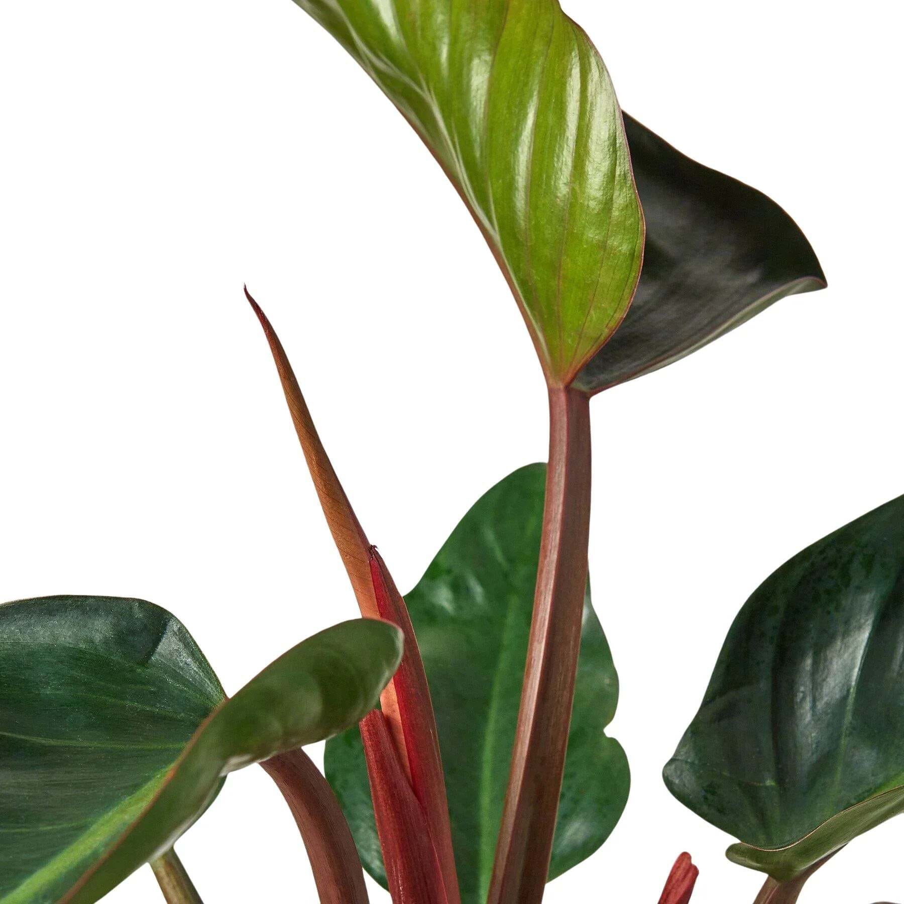 Philodendron 'Congo Rojo'-4" Pot