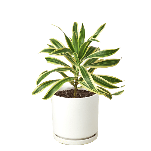 Dracaena 'Song of India'-6" Pot / Black Cylinder