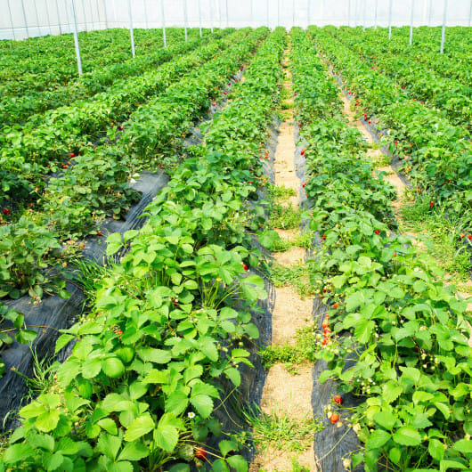 6.5 x 330/4 x 250/6 x 300 Feet Weed Barrier Landscape Fabric-4 ft - Color: Black - Size: 4 ft