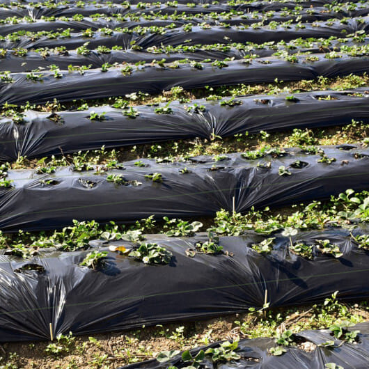 6.5 x 330/4 x 250/6 x 300 Feet Weed Barrier Landscape Fabric-4 ft - Color: Black - Size: 4 ft