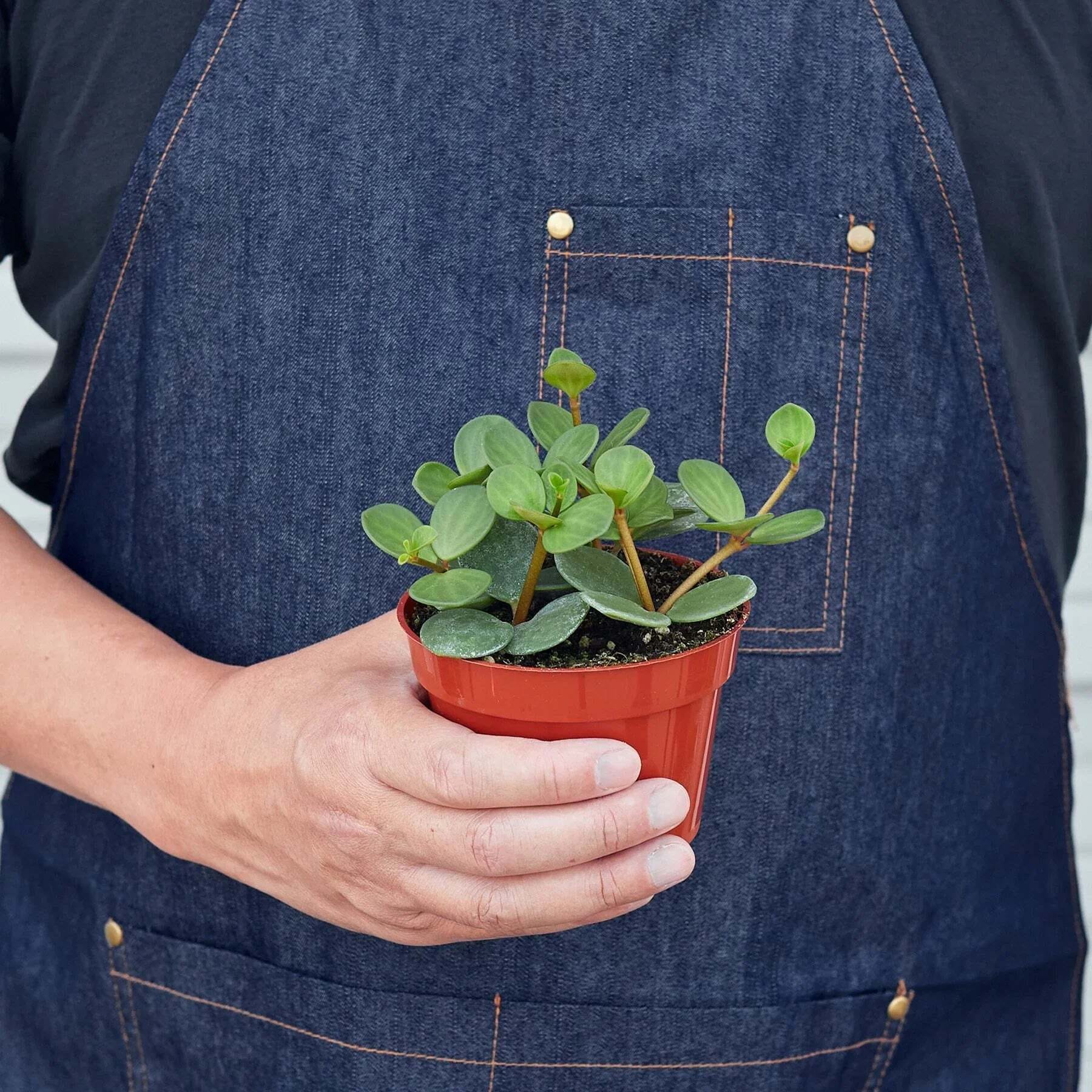 Peperomia 'Hope'-8" Pot