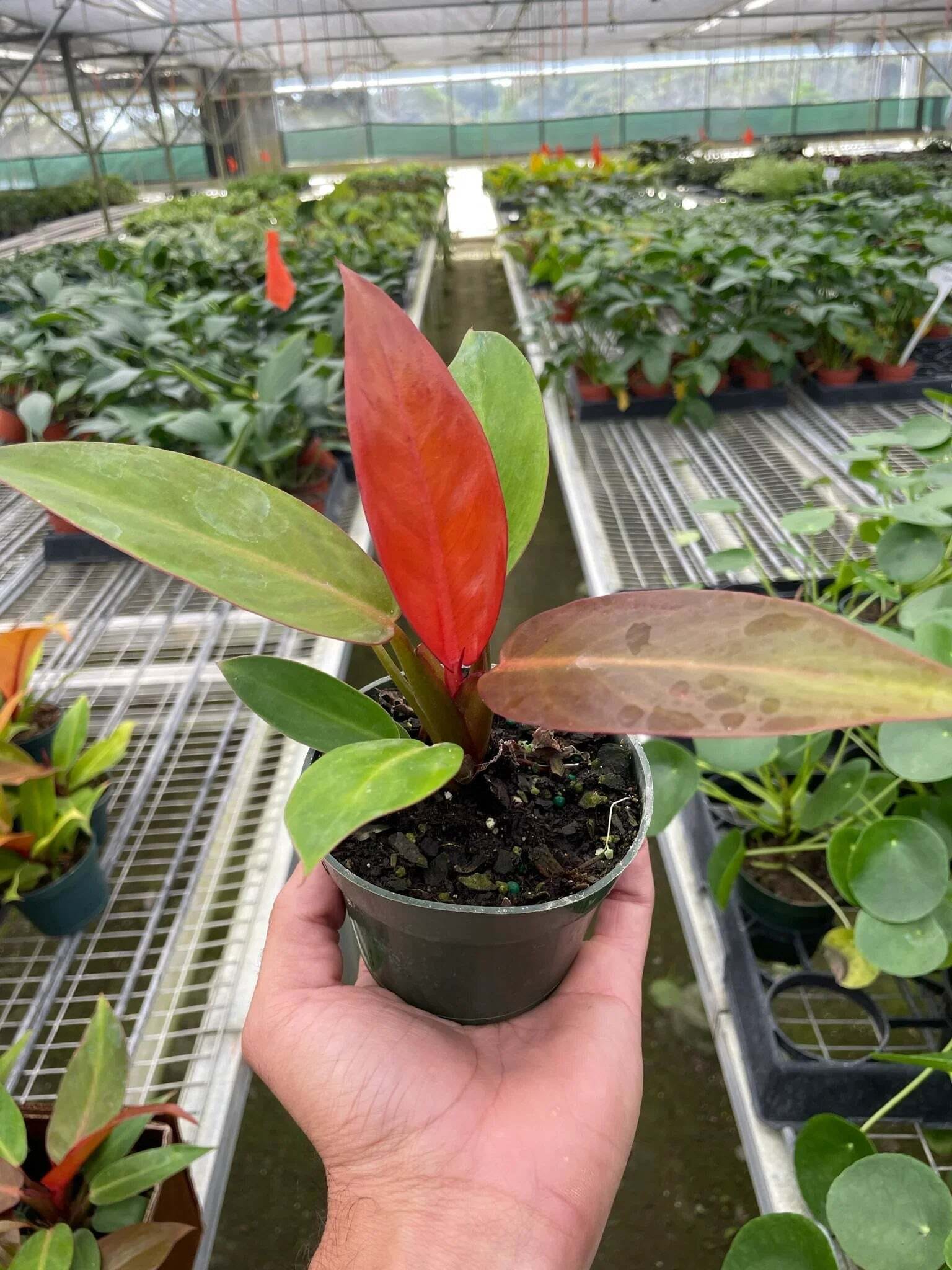 Philodendron 'Sun Red'-4" Pot