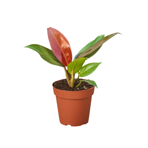 Philodendron 'Sun Red'-4" Pot