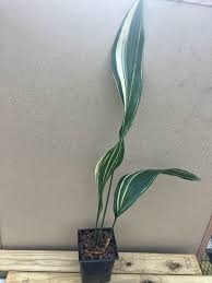 Aspidistra elatior 'Okame'