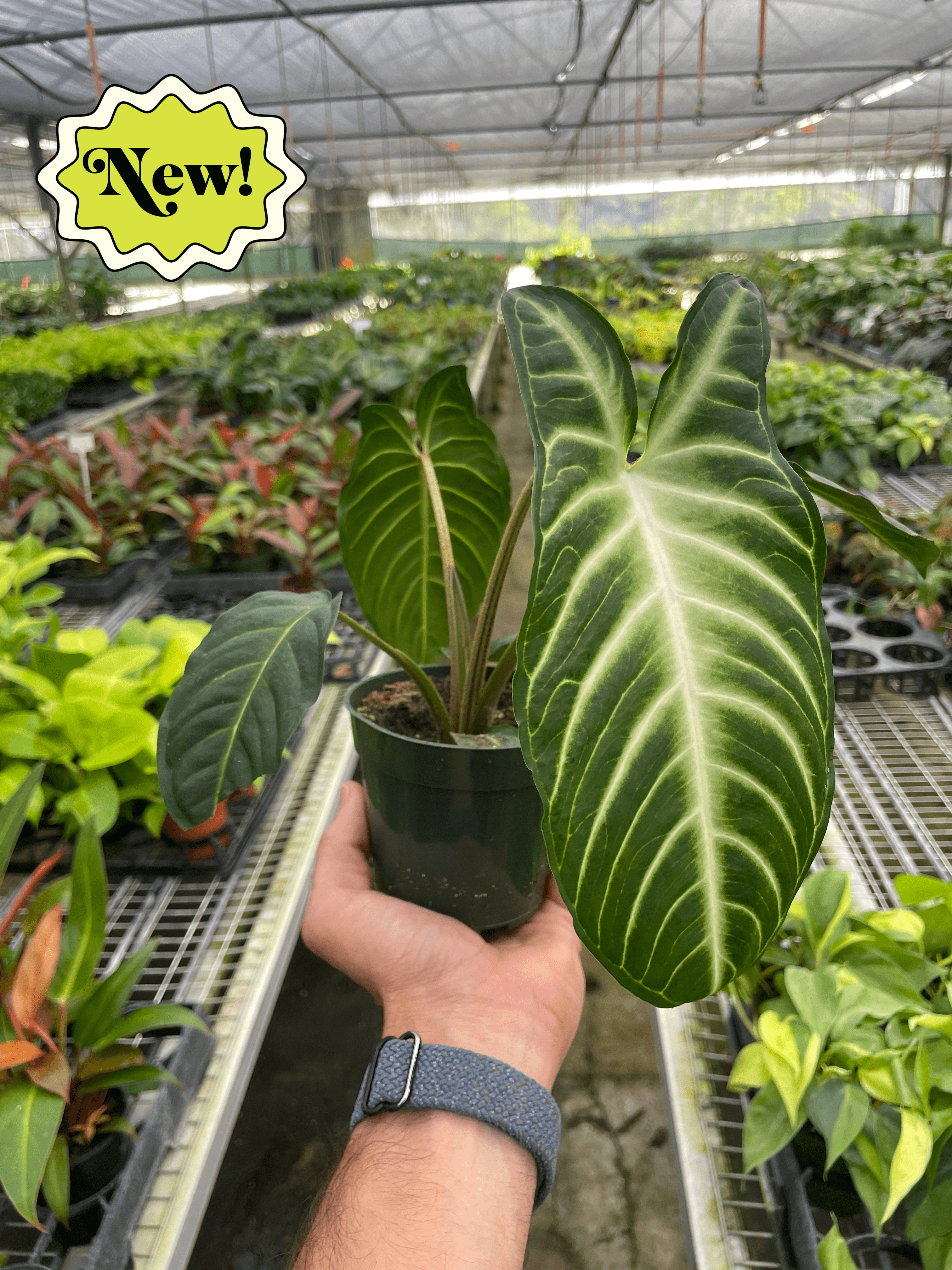 Xanthosoma 'Lendenii'-6" Pot