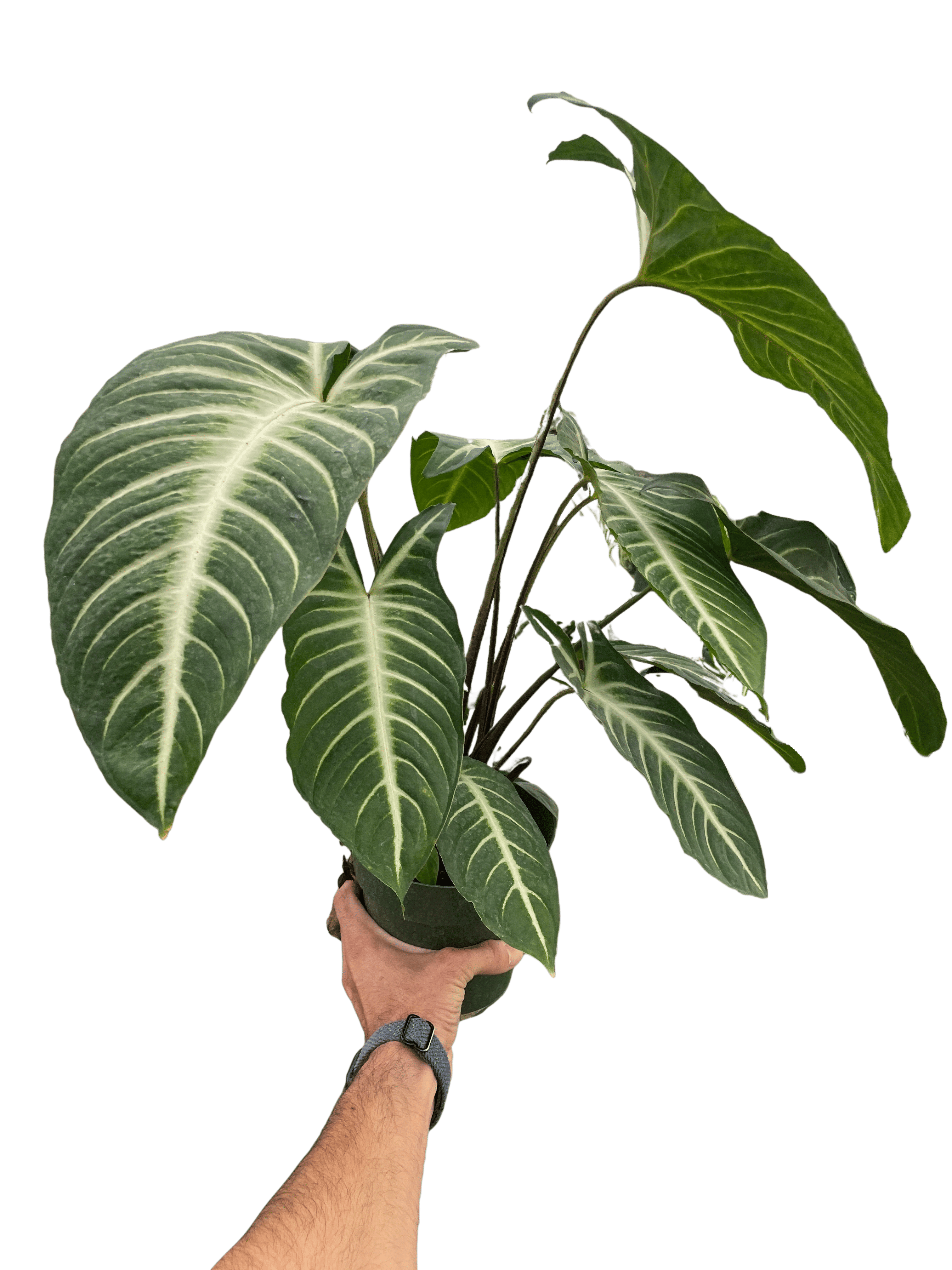Xanthosoma 'Lendenii'-6" Pot