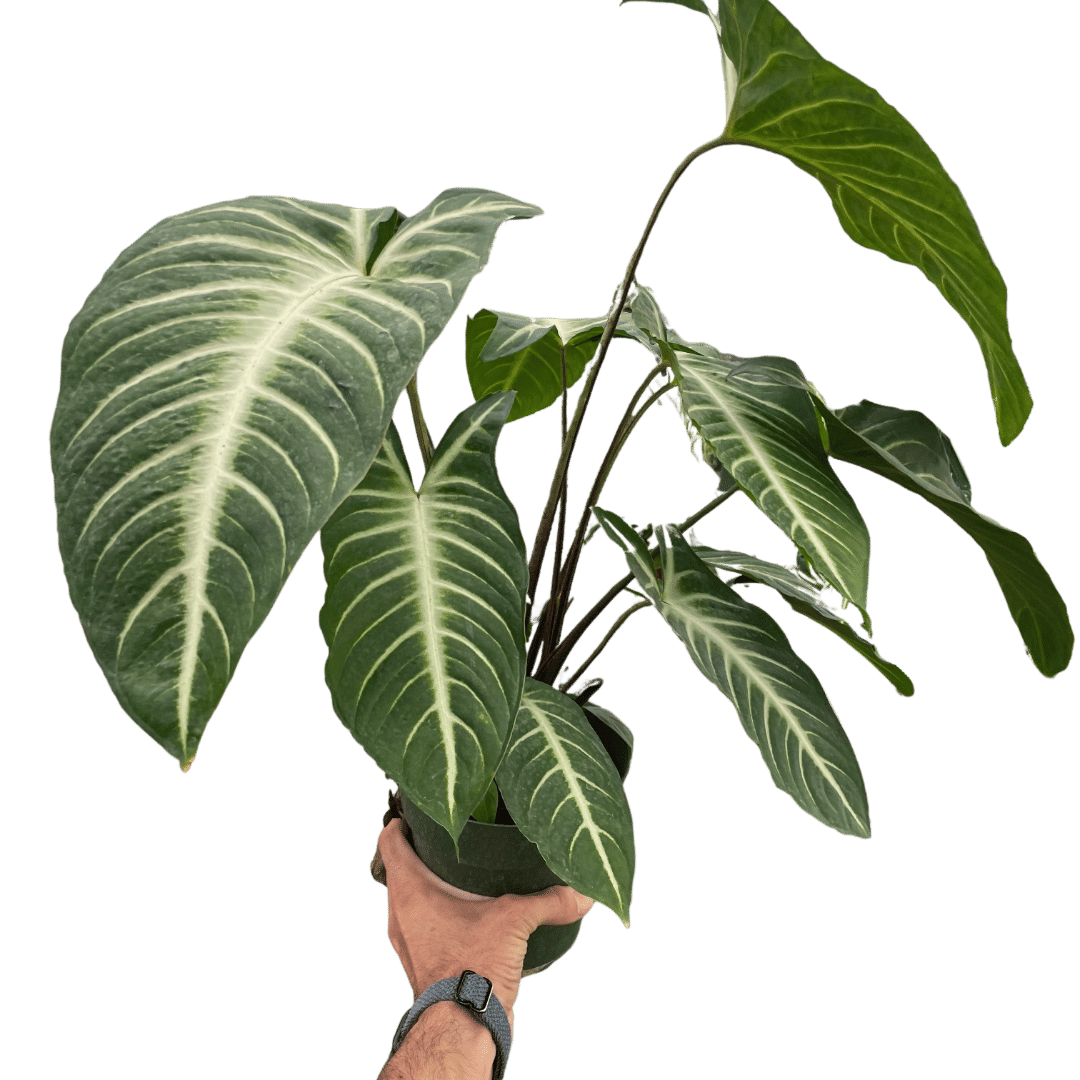 Xanthosoma 'Lendenii'-6" Pot