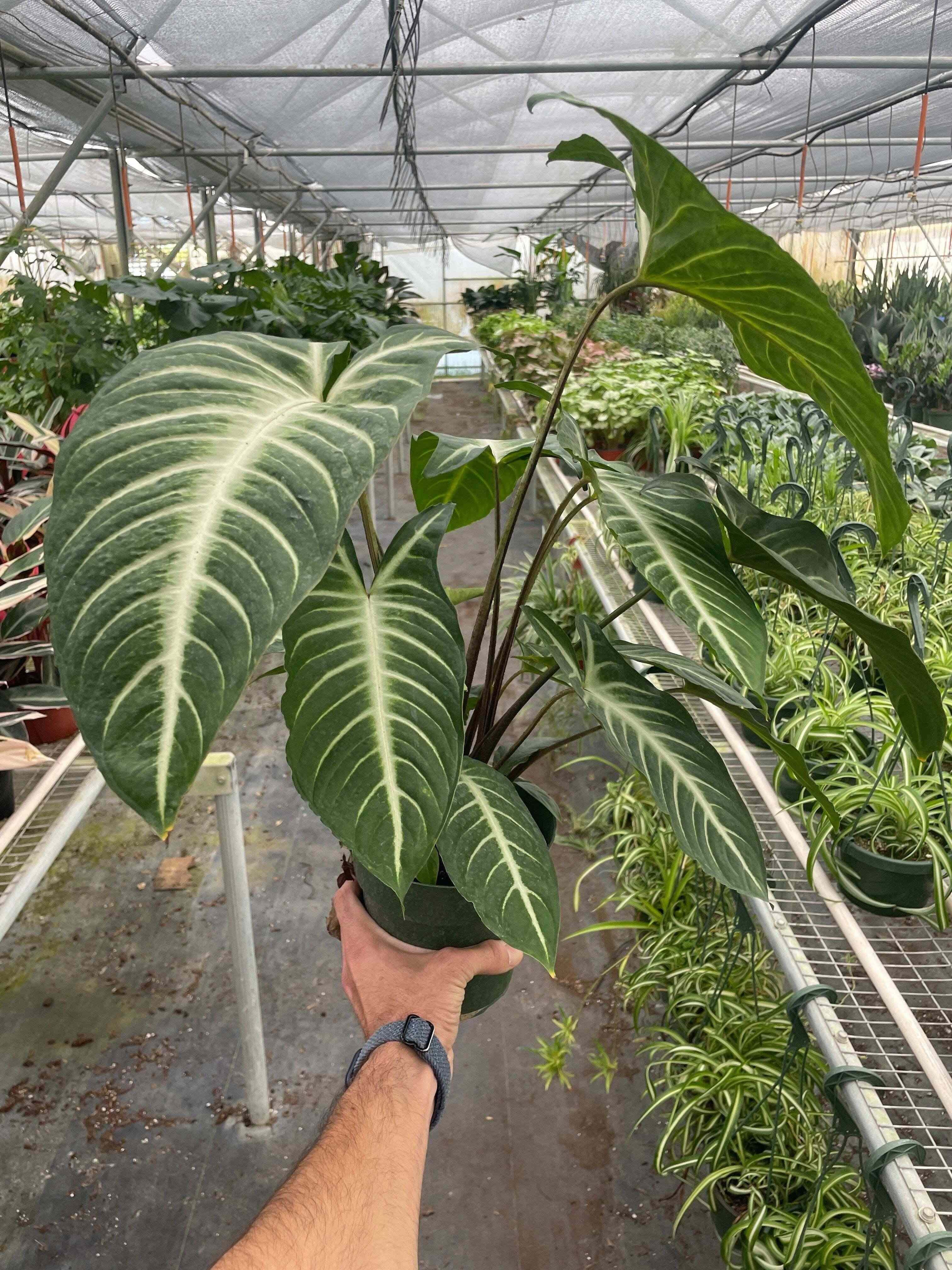 Xanthosoma 'Lendenii'-6" Pot