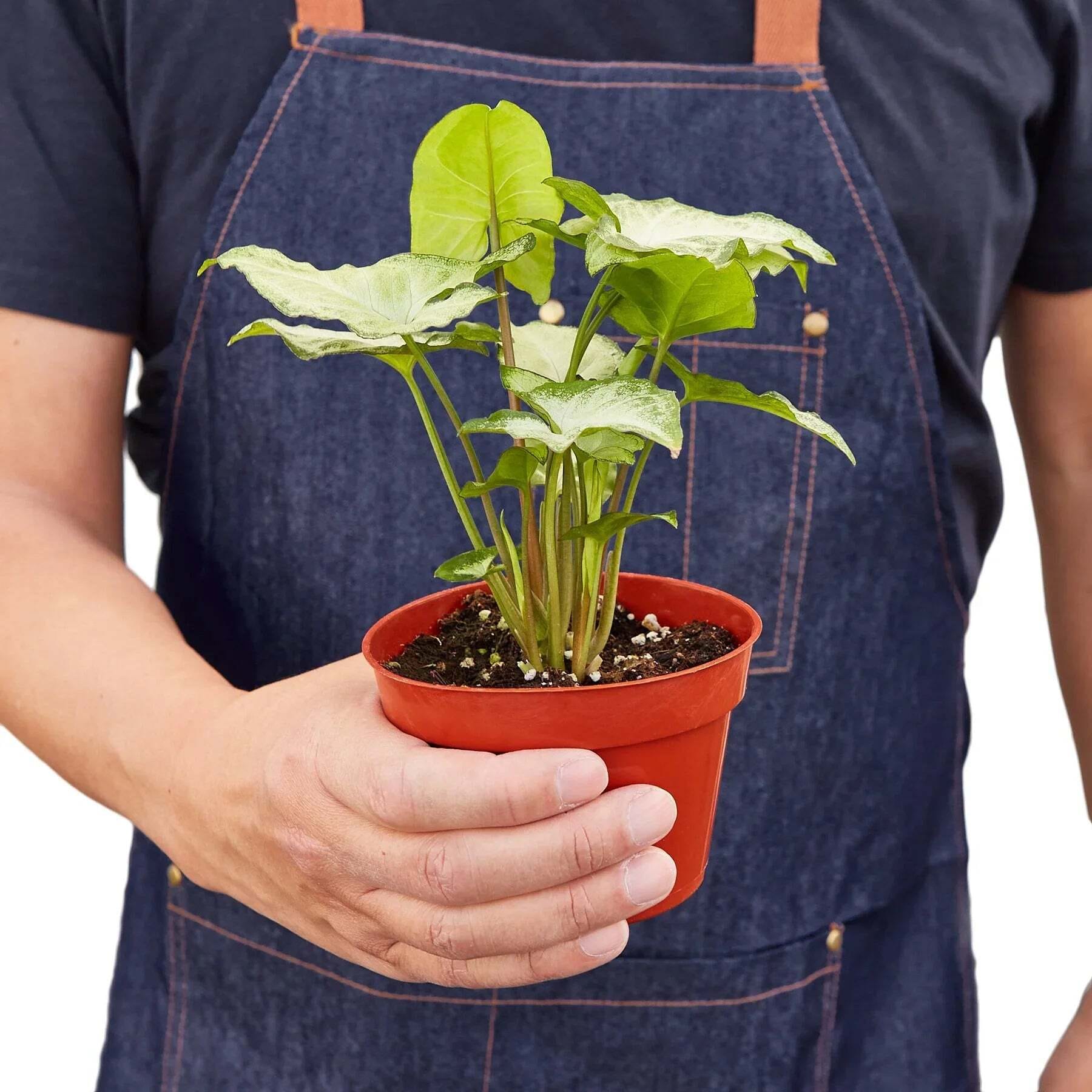 Syngonium White Butterfly-6" Pot