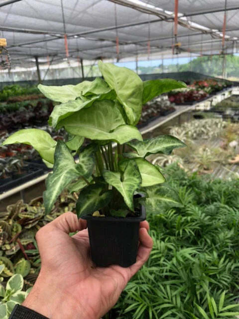 Syngonium White Butterfly-6" Pot