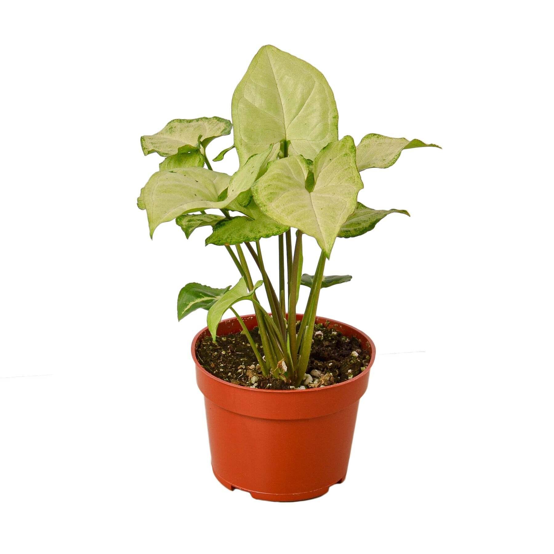 Syngonium White Butterfly-6" Pot