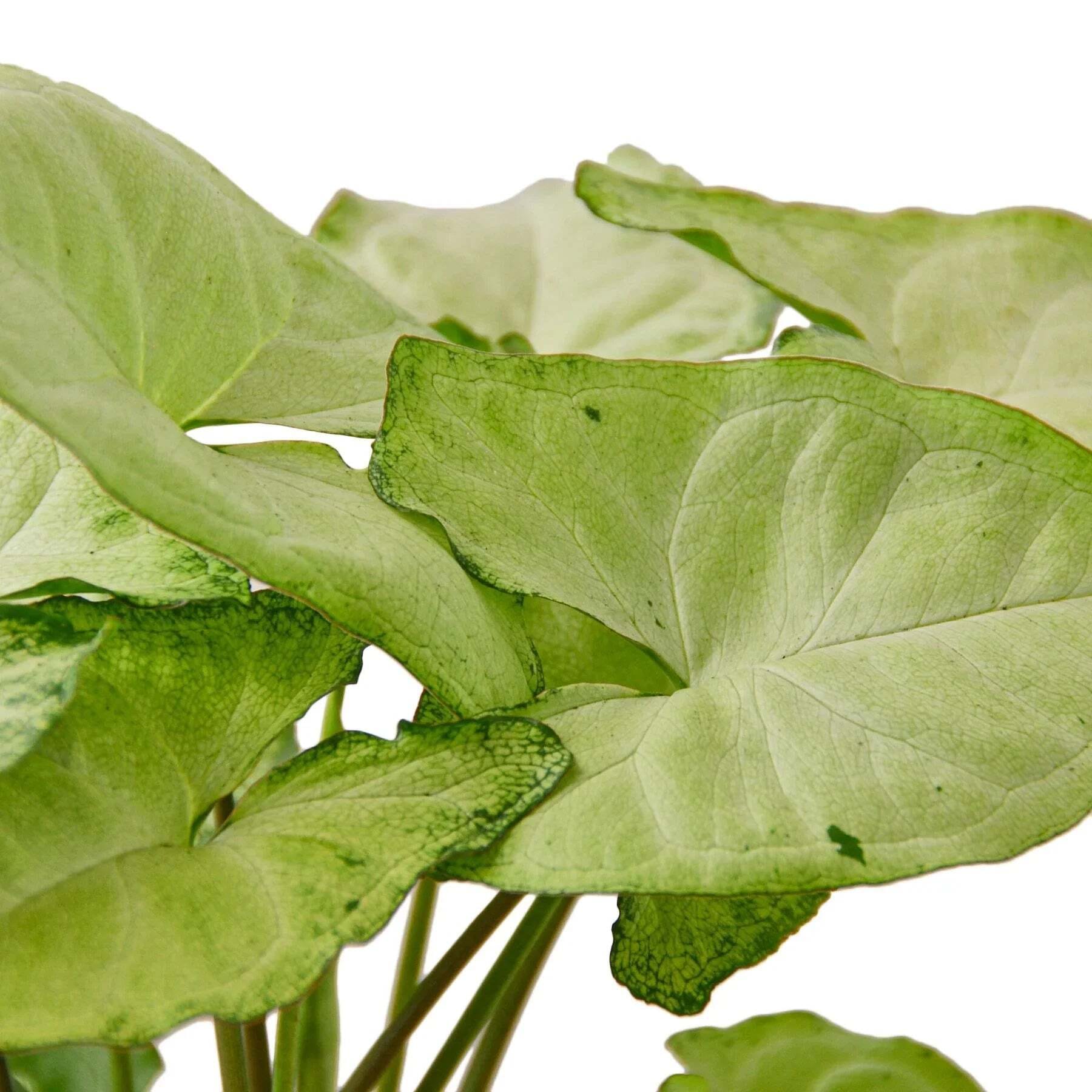 Syngonium White Butterfly-6" Pot