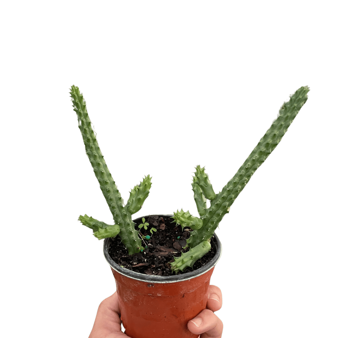 Red Dragon Flower (Huernia schneideriana)-4" Pot