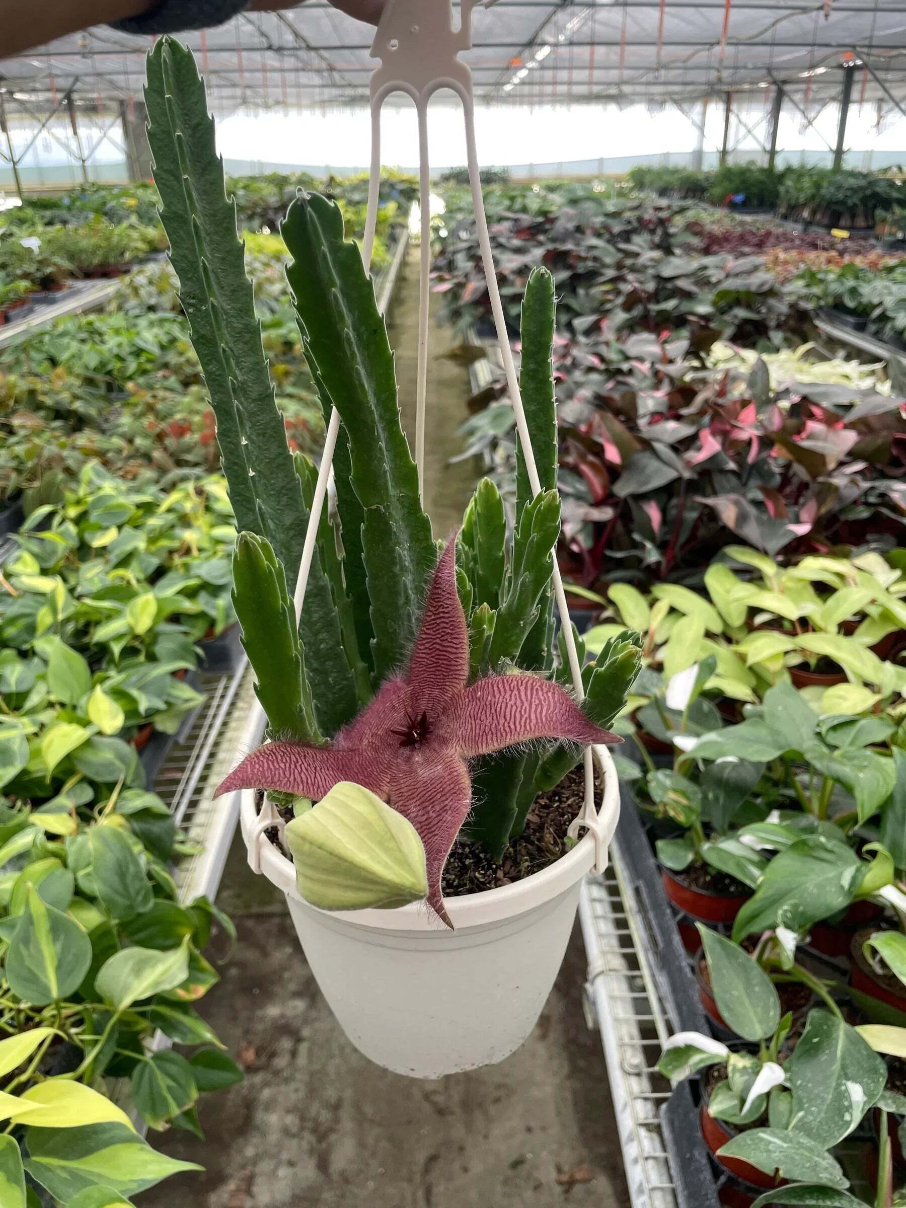Red Dragon Flower (Huernia schneideriana)-4" Pot