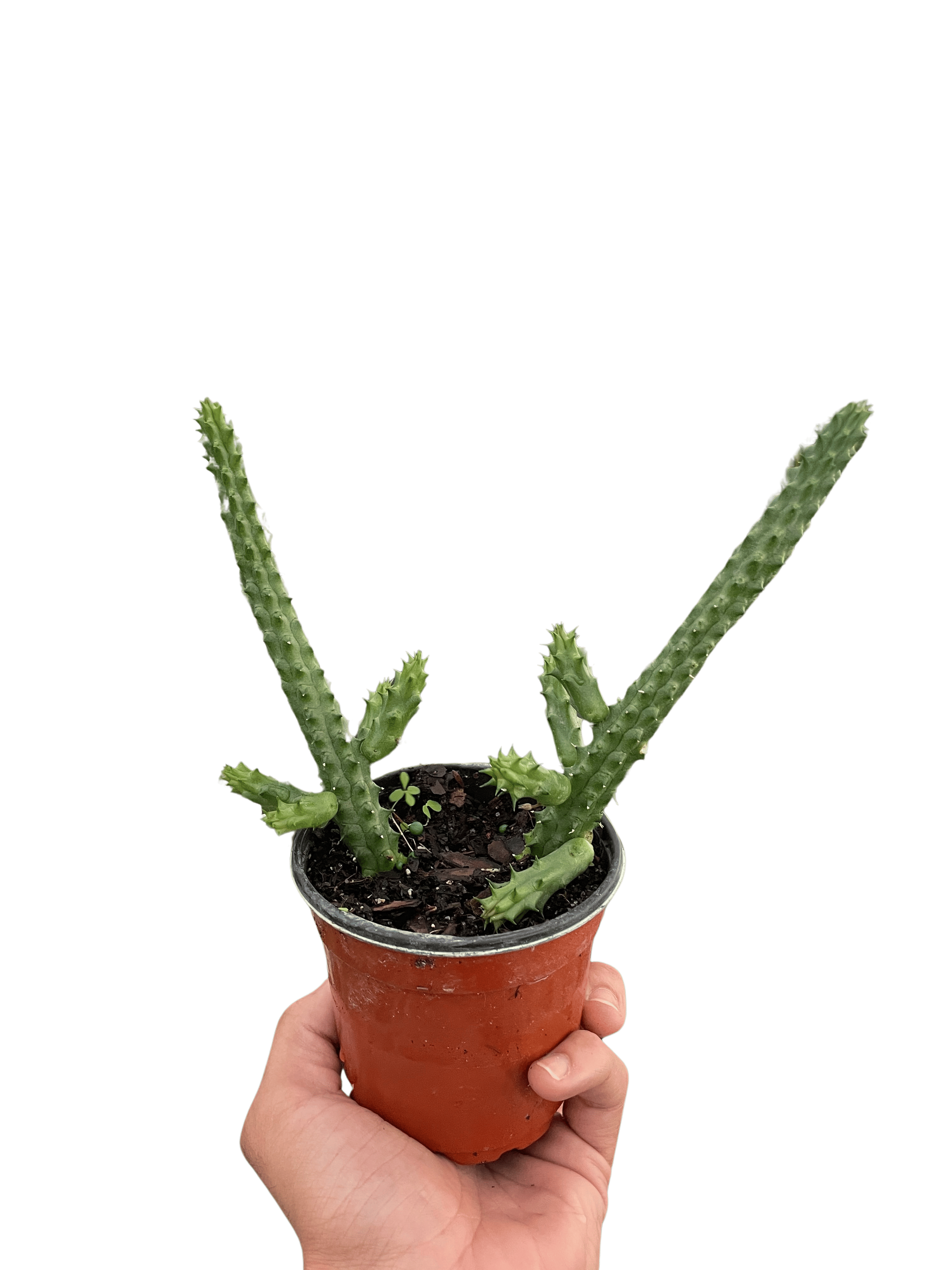 Red Dragon Flower (Huernia schneideriana)-4" Pot