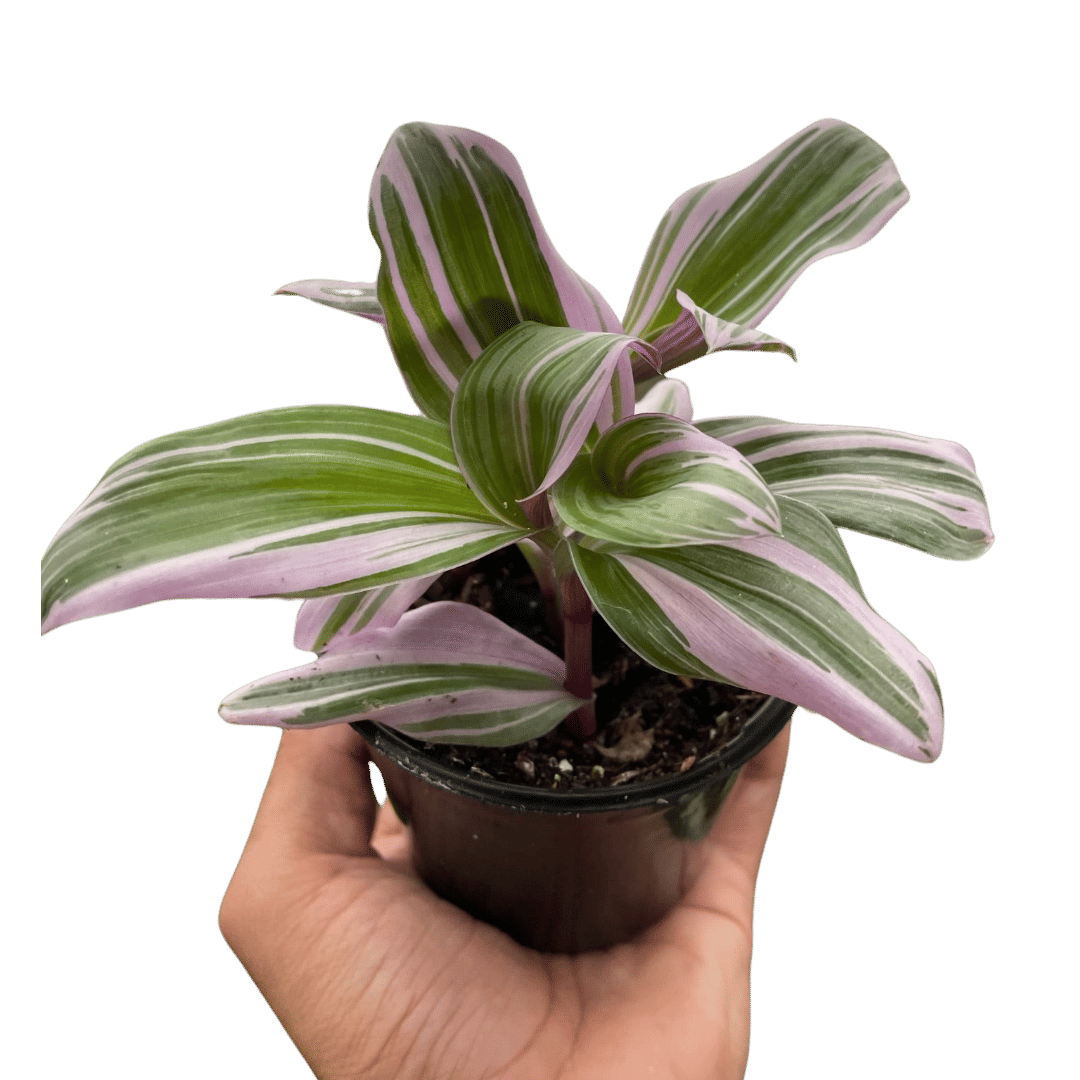 Tradescantia 'Nanouk'-6" Pot