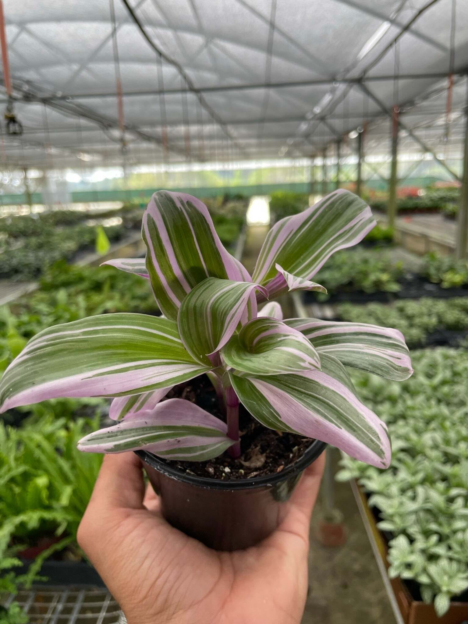 Tradescantia 'Nanouk'-6" Pot