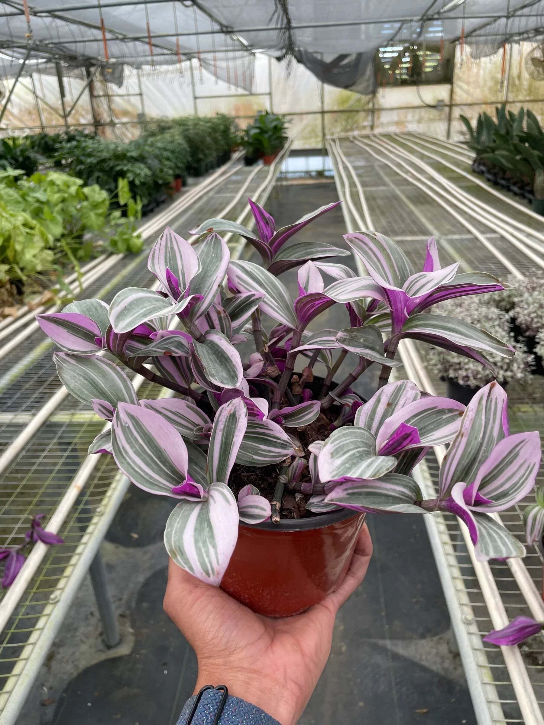 Tradescantia 'Nanouk'-6" Pot