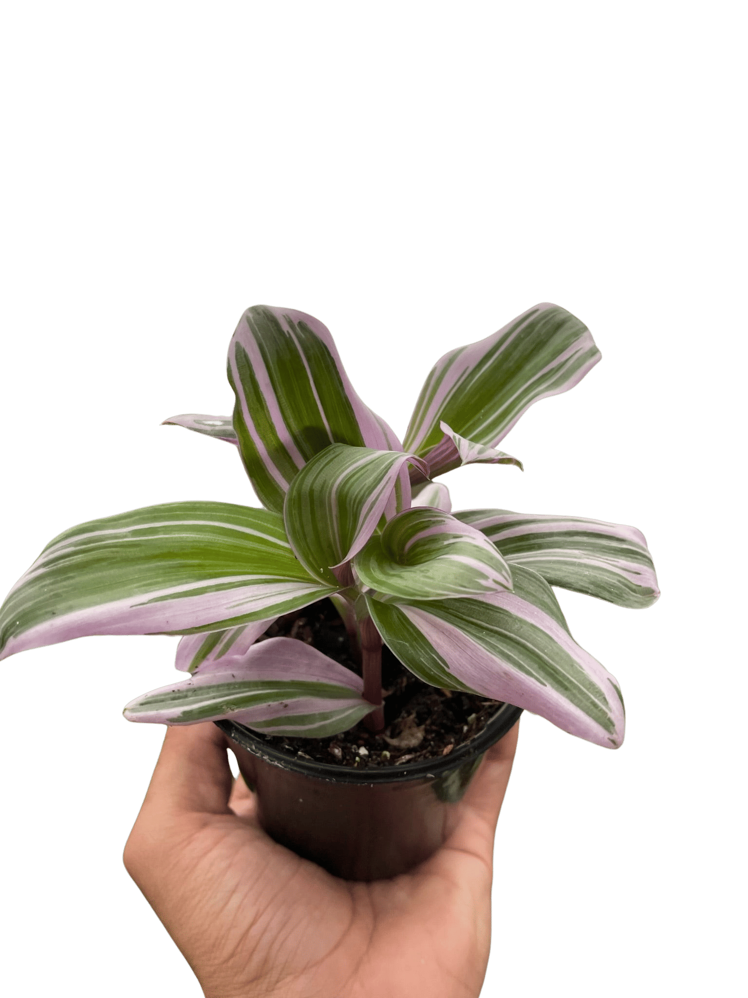 Tradescantia 'Nanouk'-6" Pot