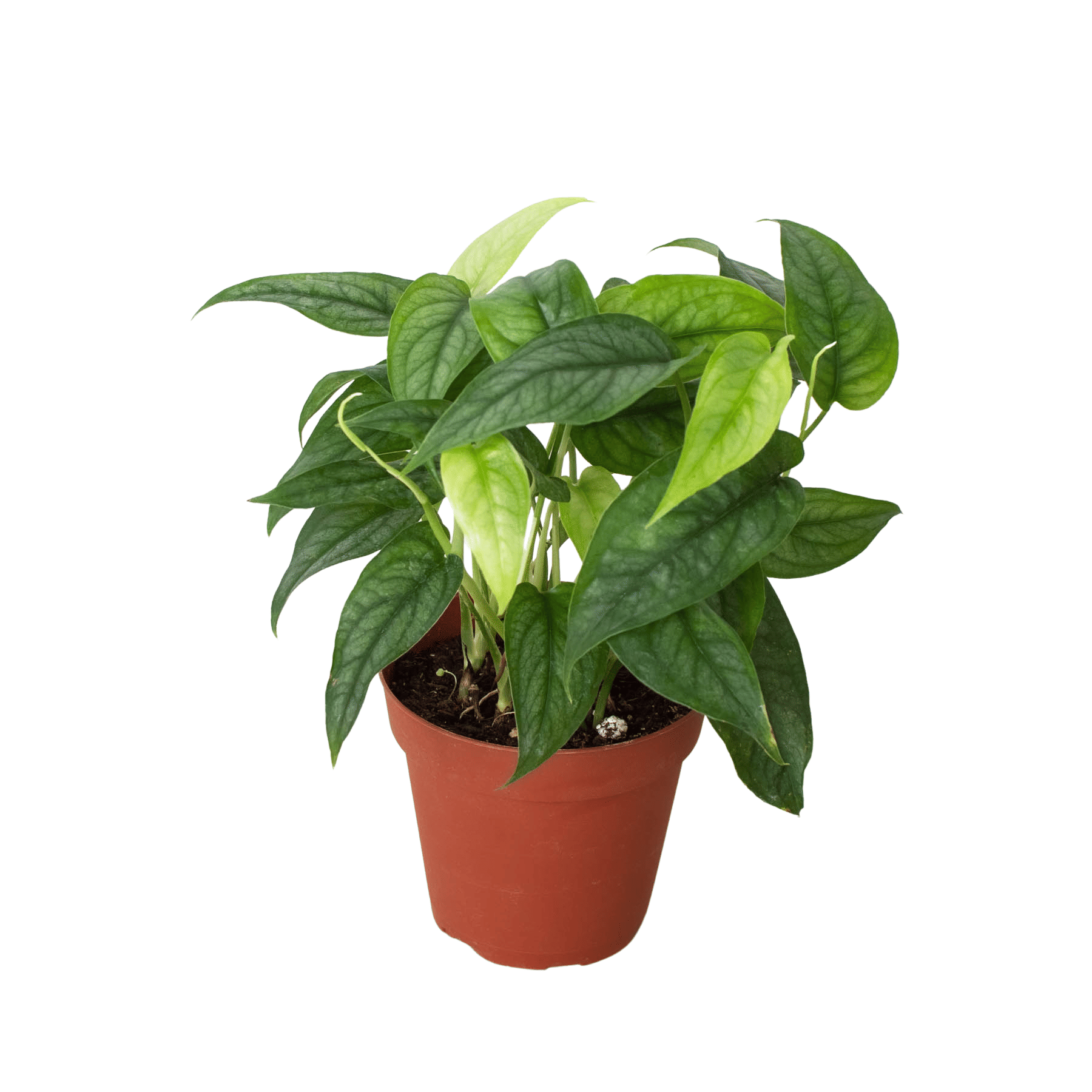 Monstera 'Siltepecana'-4" Pot
