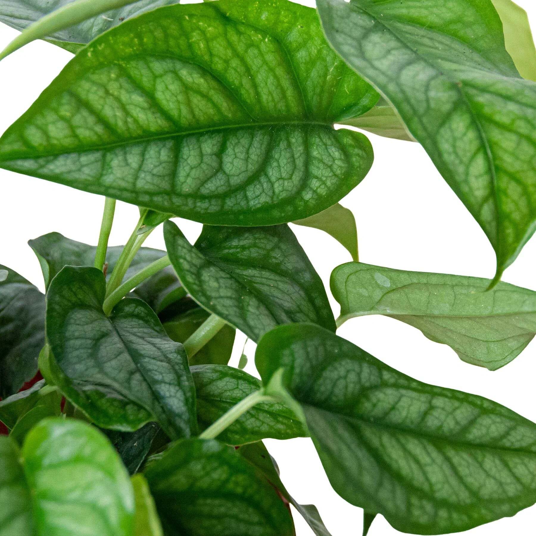 Monstera 'Siltepecana'-4" Pot