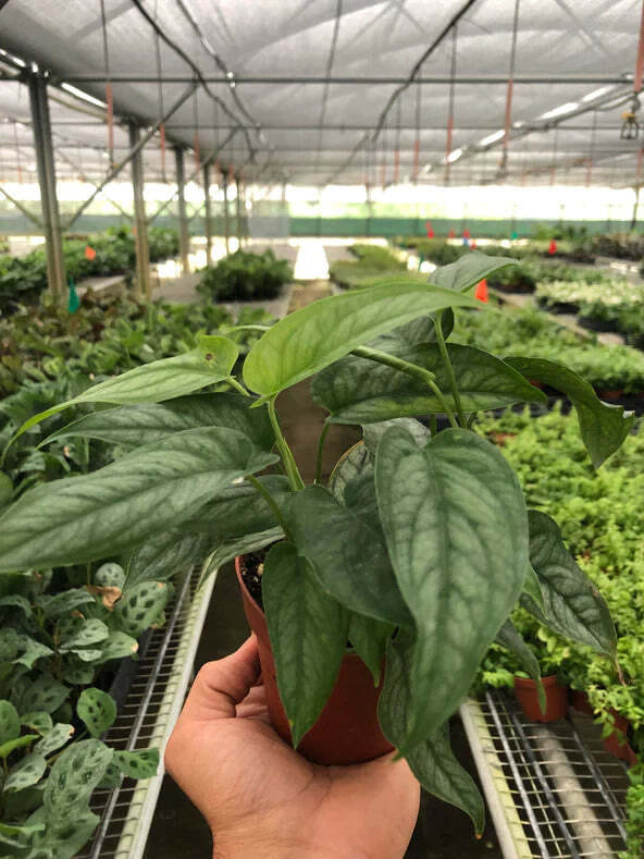 Monstera 'Siltepecana'-4" Pot