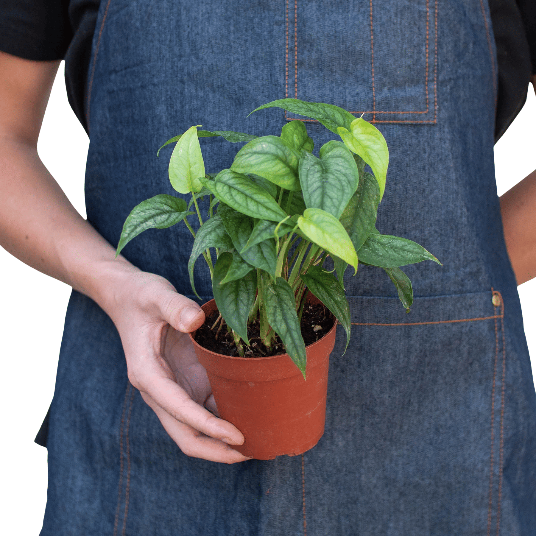 Monstera 'Siltepecana'-4" Pot