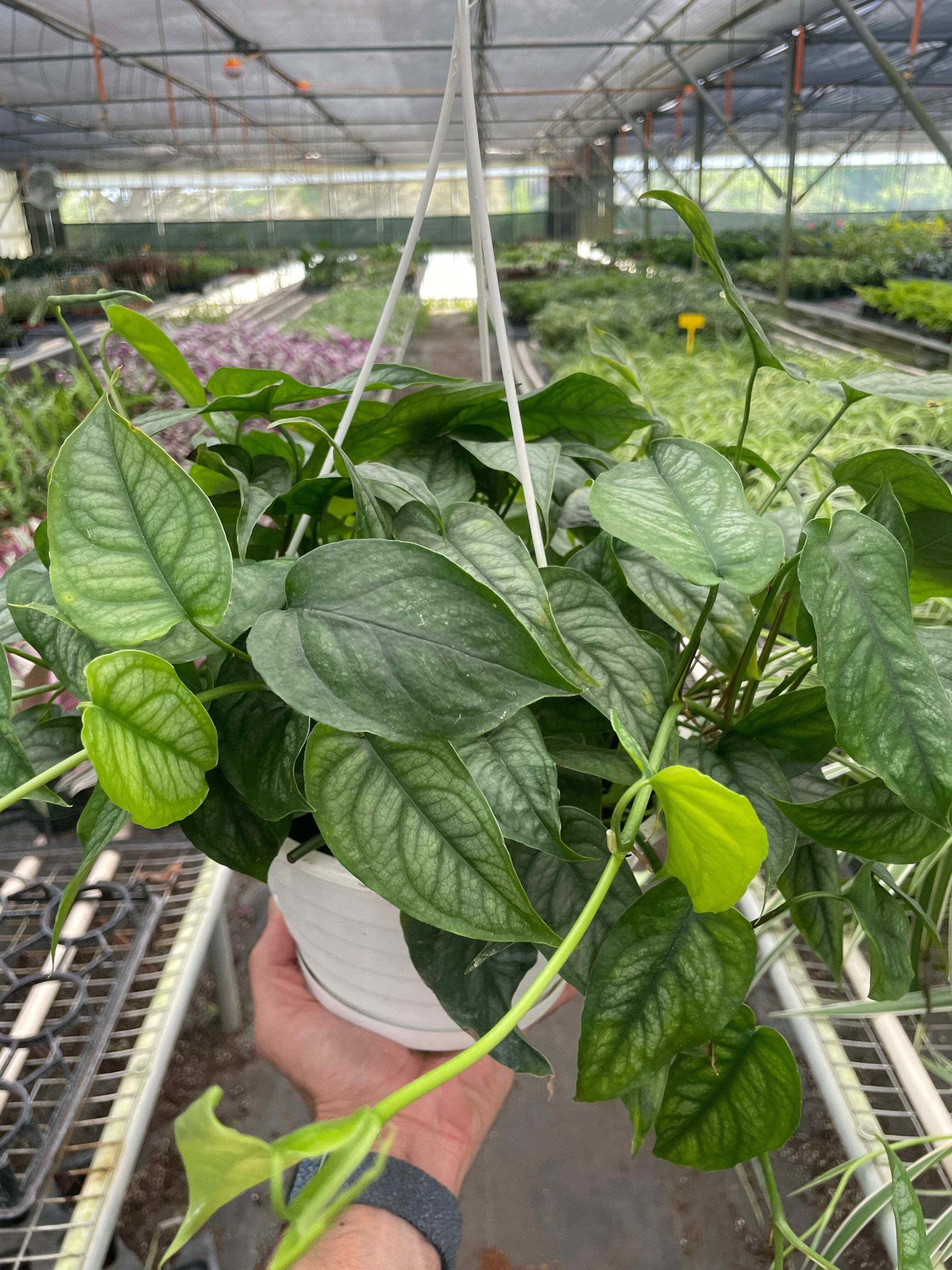 Monstera 'Siltepecana'-4" Pot