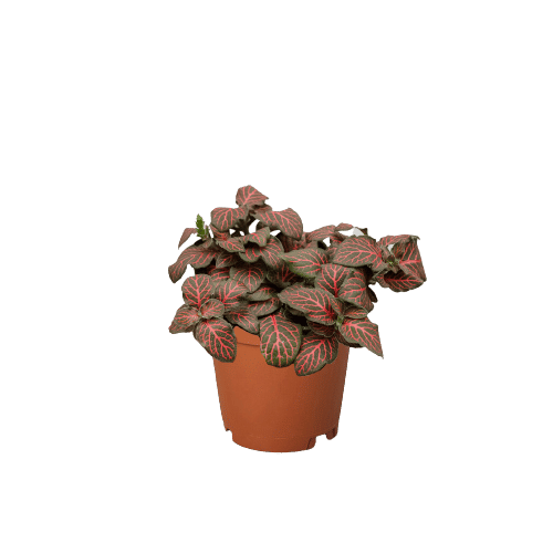 Fittonia 'Red'-4" Pot