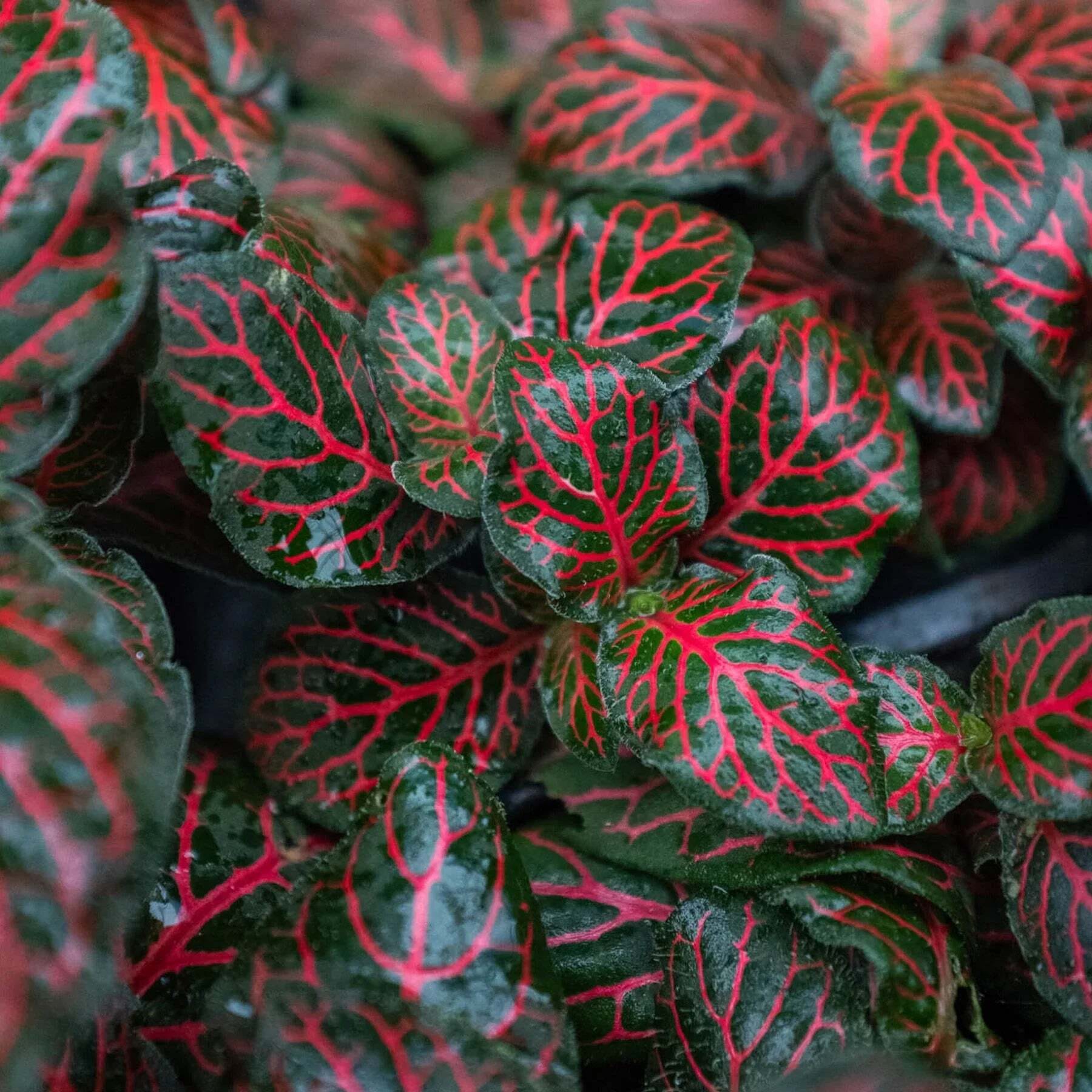 Fittonia 'Red'-4" Pot
