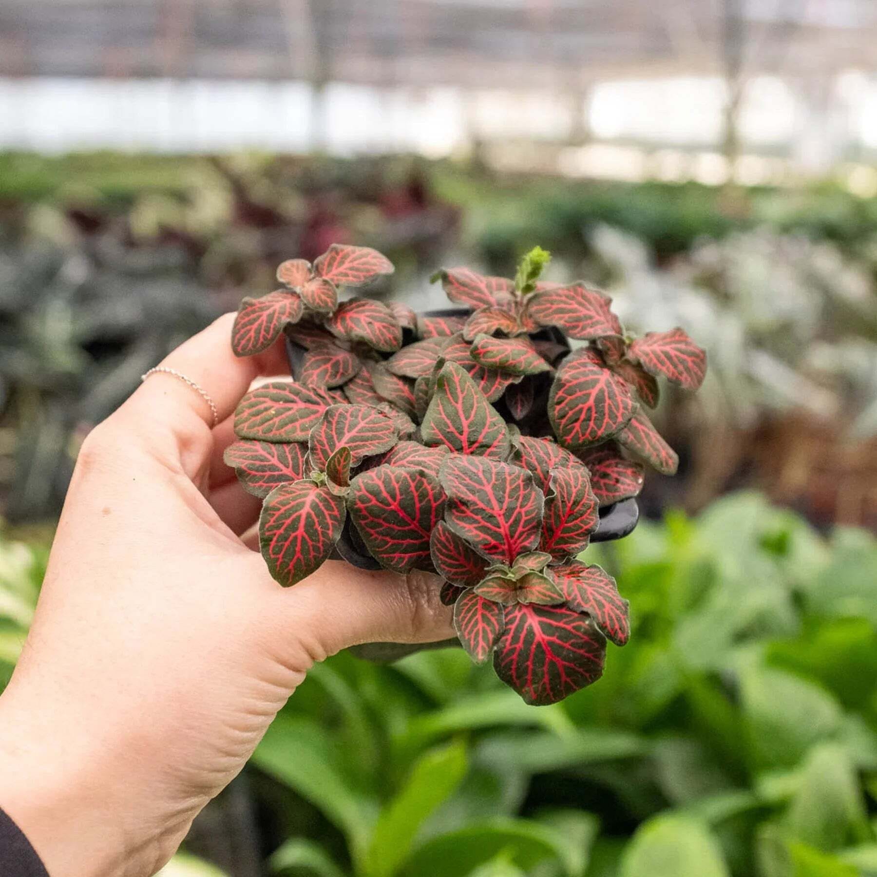 Fittonia 'Red'-4" Pot