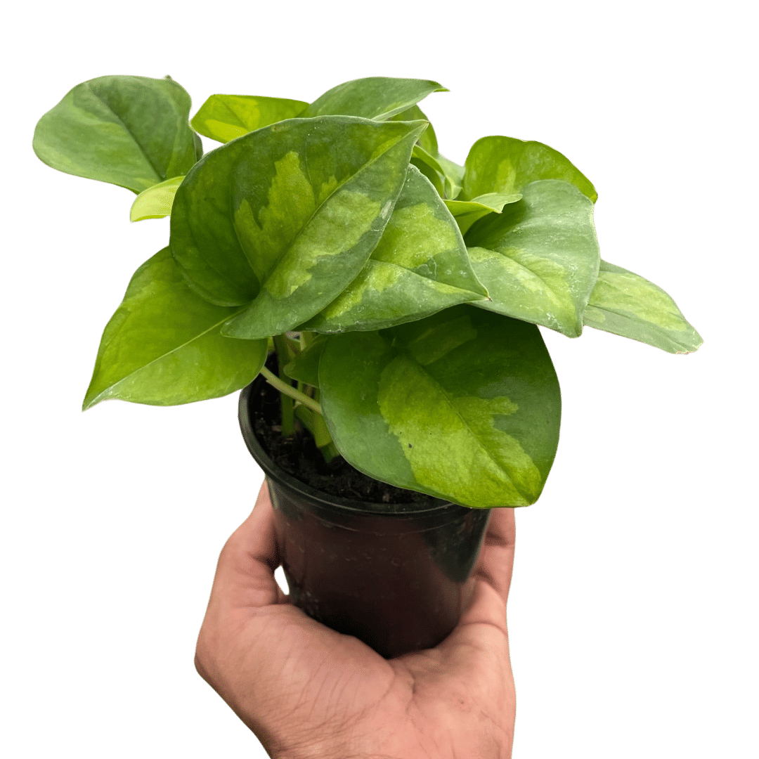 Pothos 'Global Green'-6" Pot
