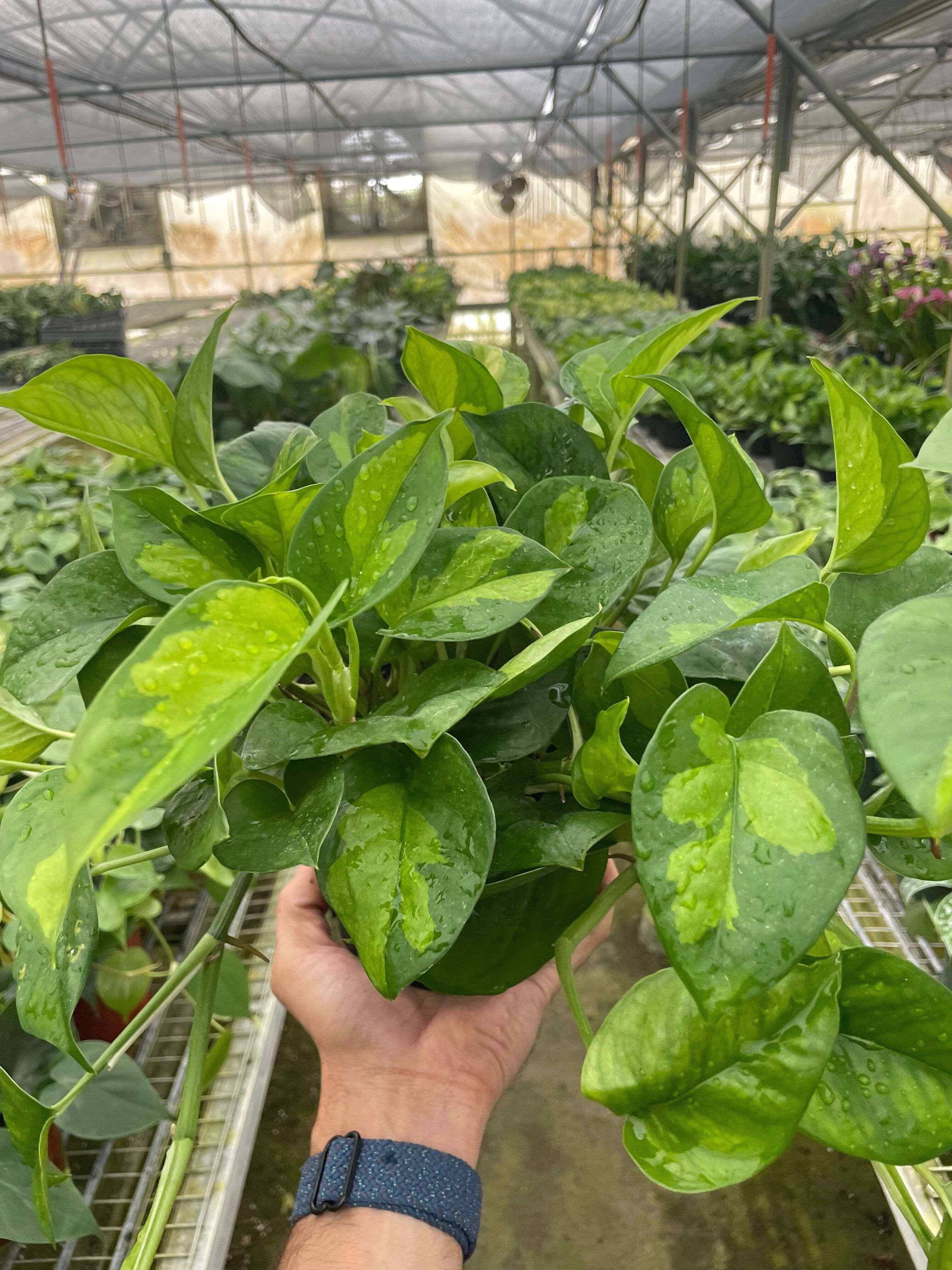Pothos 'Global Green'-6" Pot