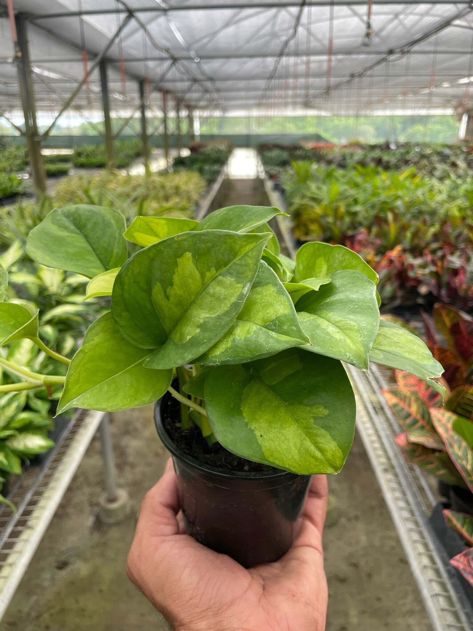 Pothos 'Global Green'-6" Pot