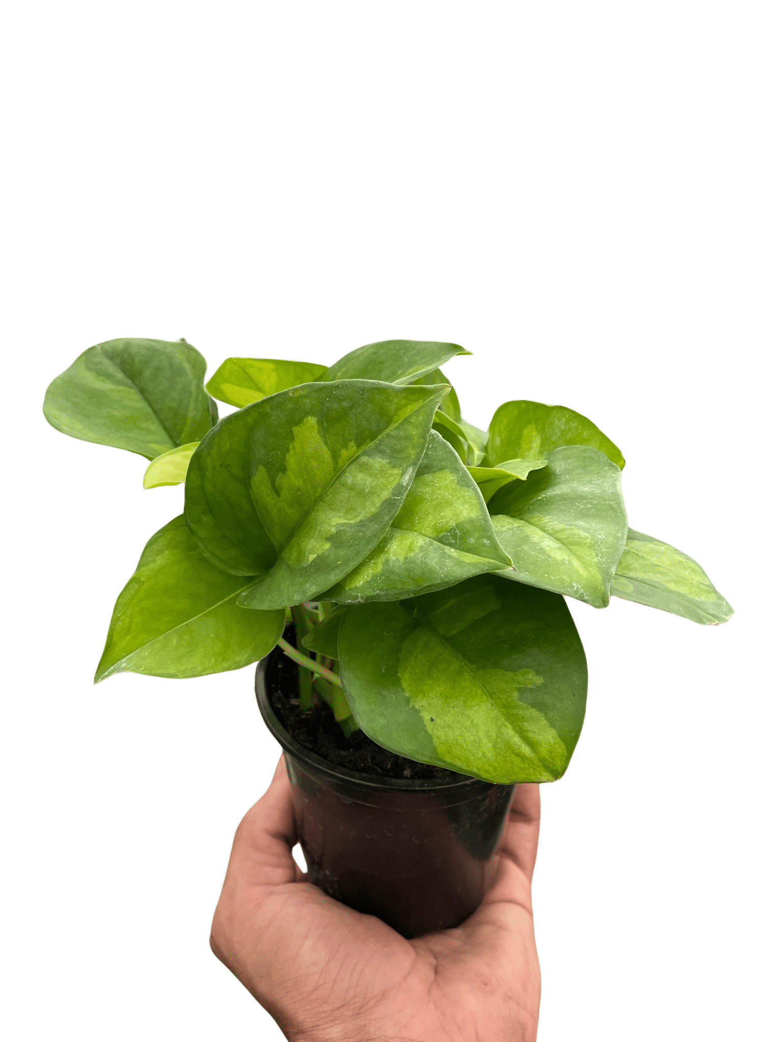 Pothos 'Global Green'-6" Pot
