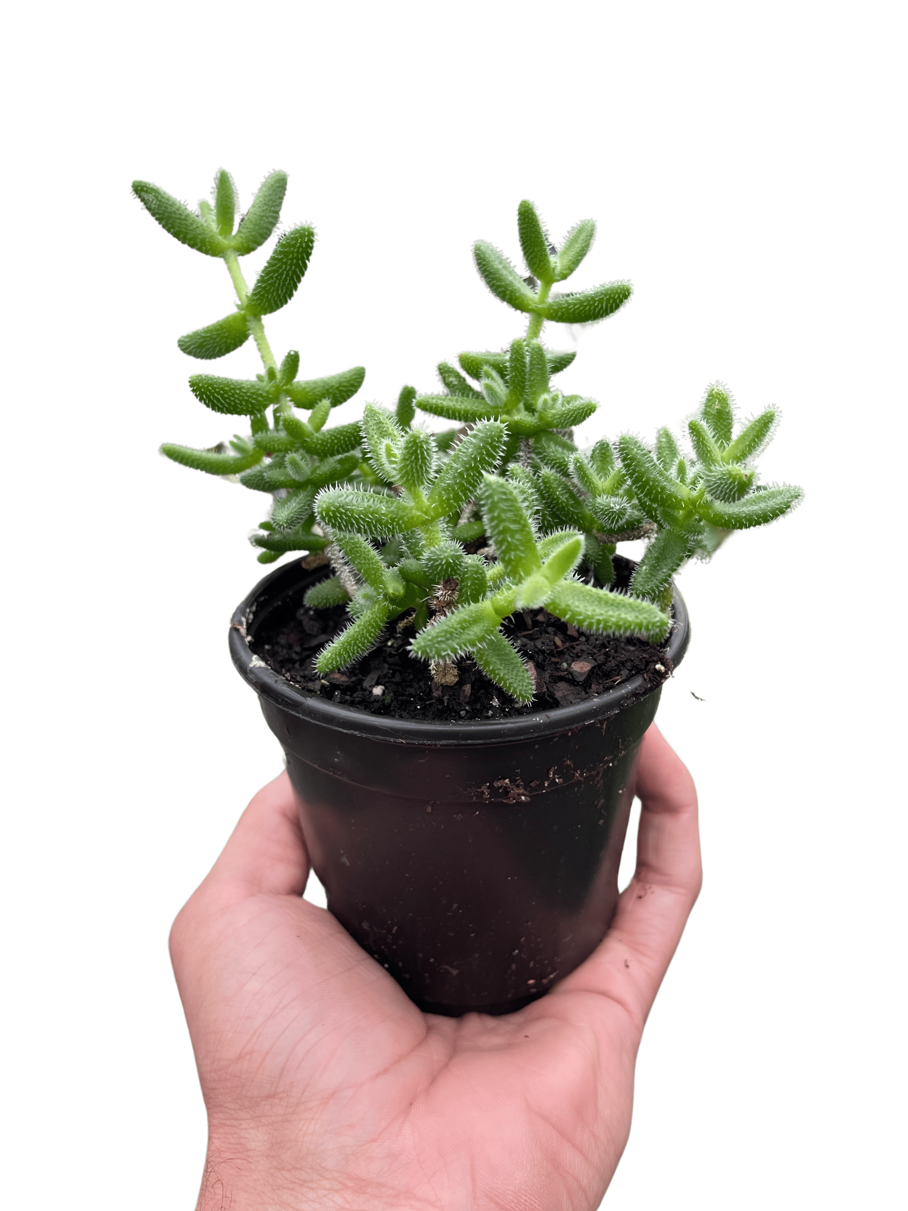 Delosperma echinatum 'Pickle Plant'-3" Pot