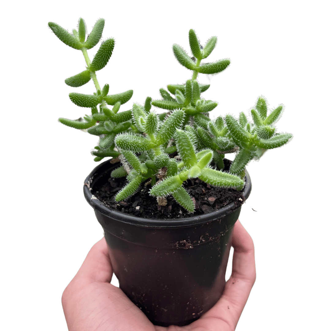 Delosperma echinatum 'Pickle Plant'-3" Pot
