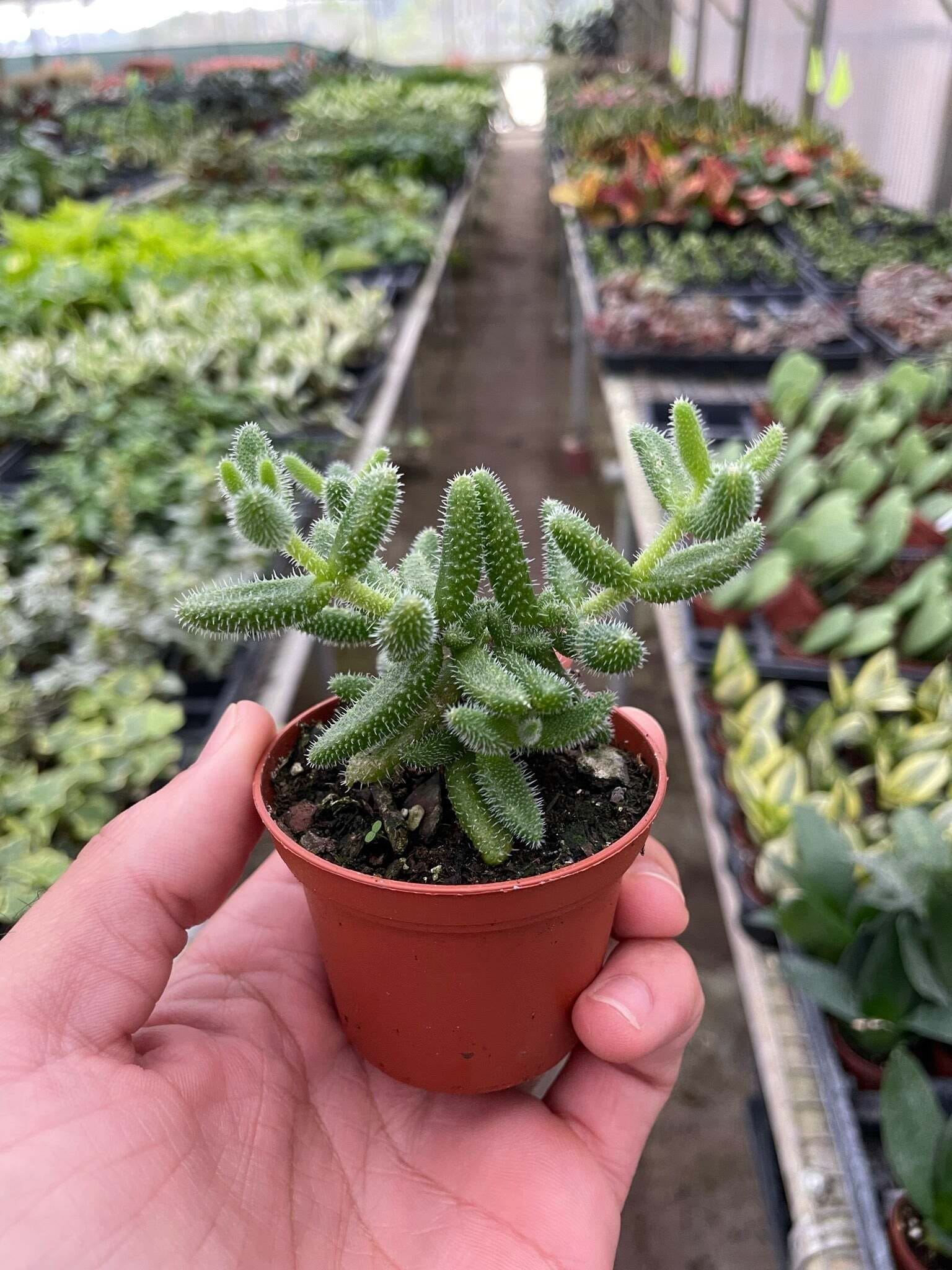 Delosperma echinatum 'Pickle Plant'-3" Pot