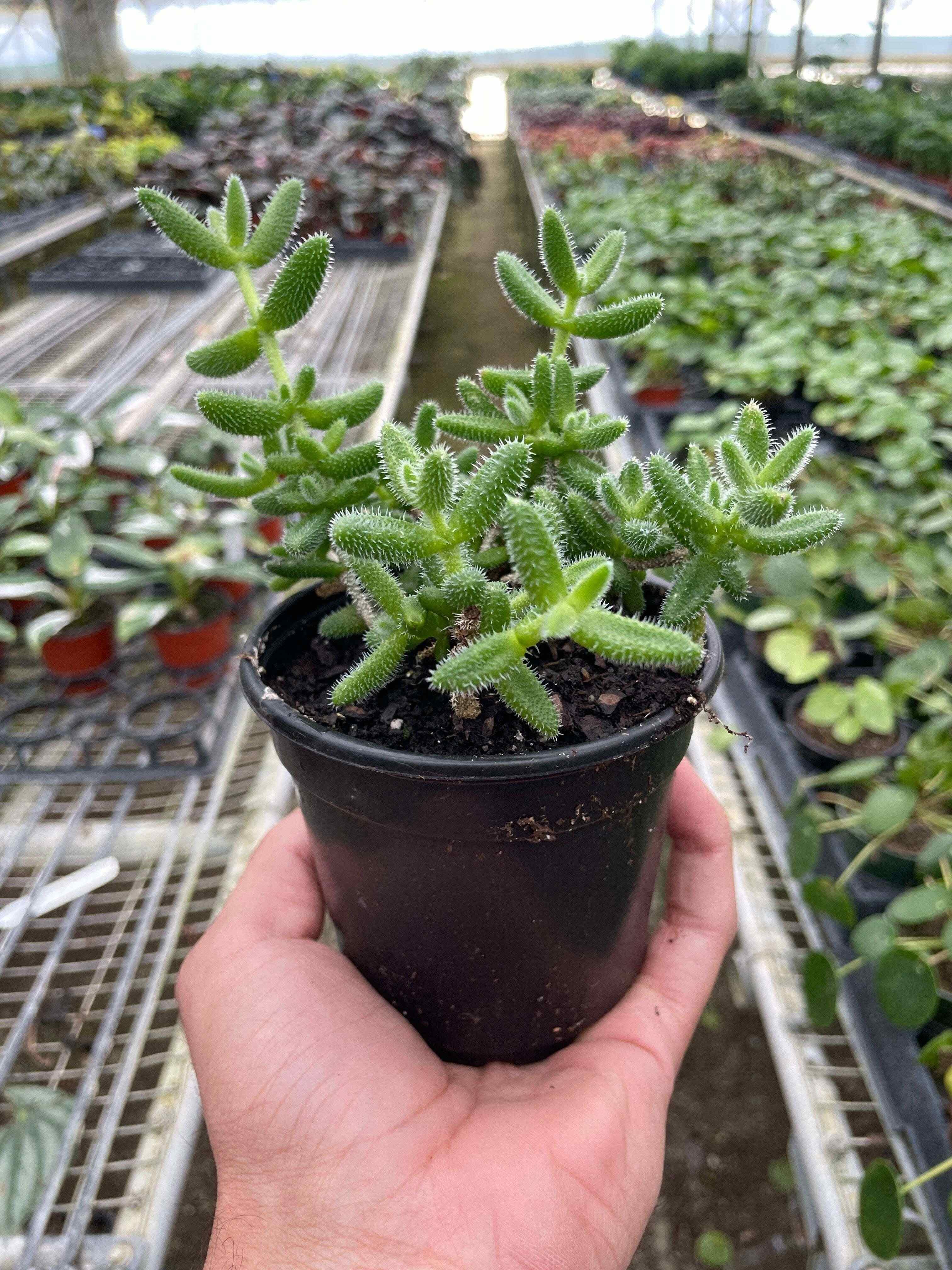 Delosperma echinatum 'Pickle Plant'-3" Pot