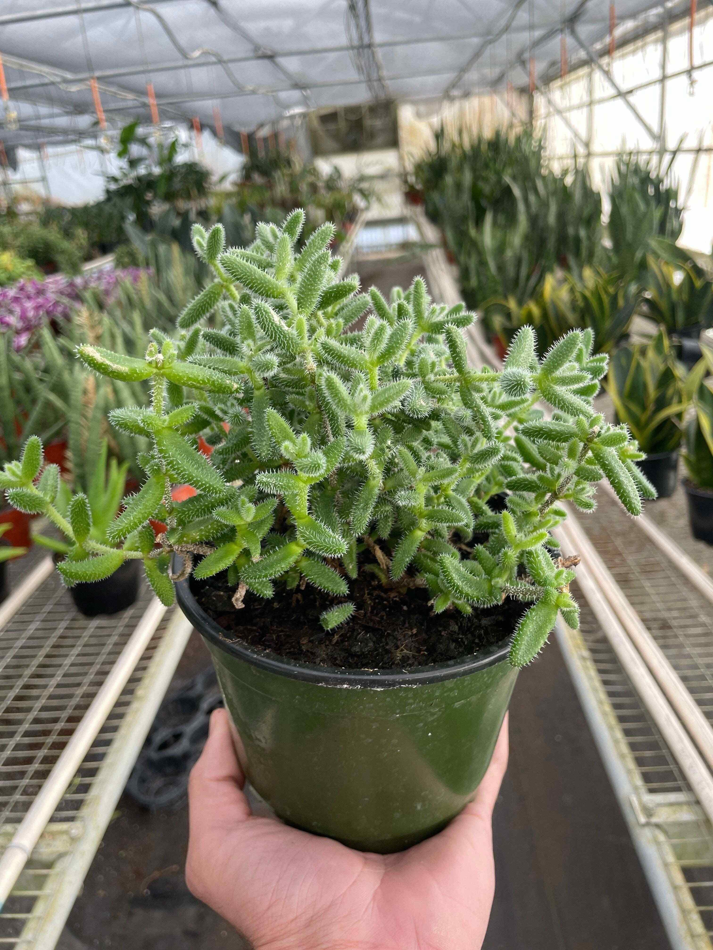 Delosperma echinatum 'Pickle Plant'-3" Pot
