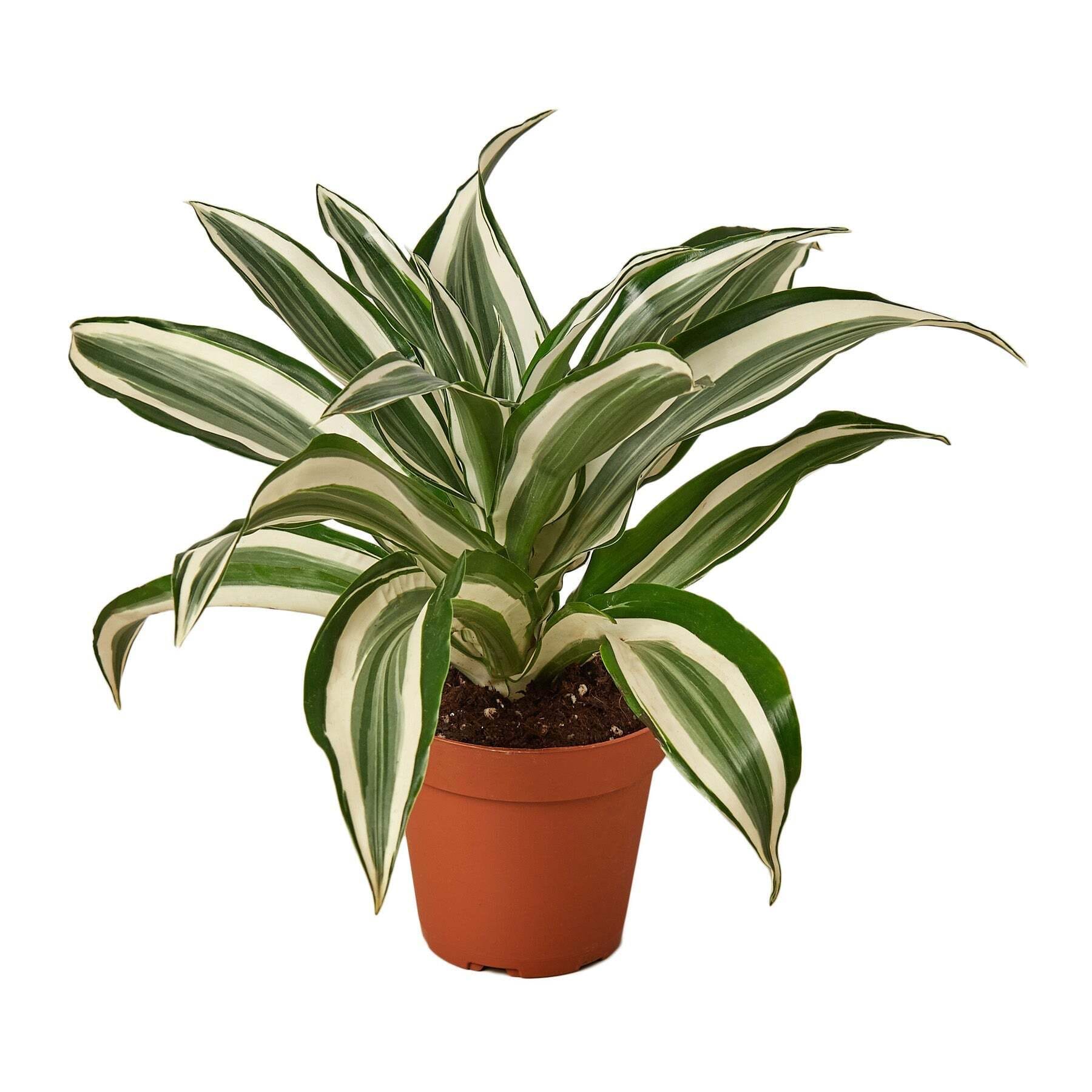 Dracaena 'Warneckii White Jewel'-4" Pot