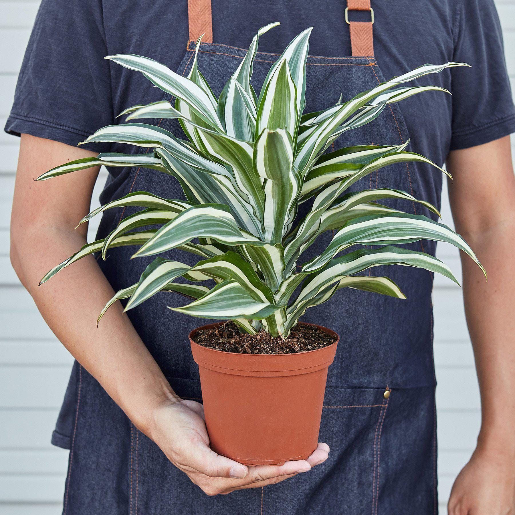 Dracaena 'Warneckii White Jewel'-4" Pot