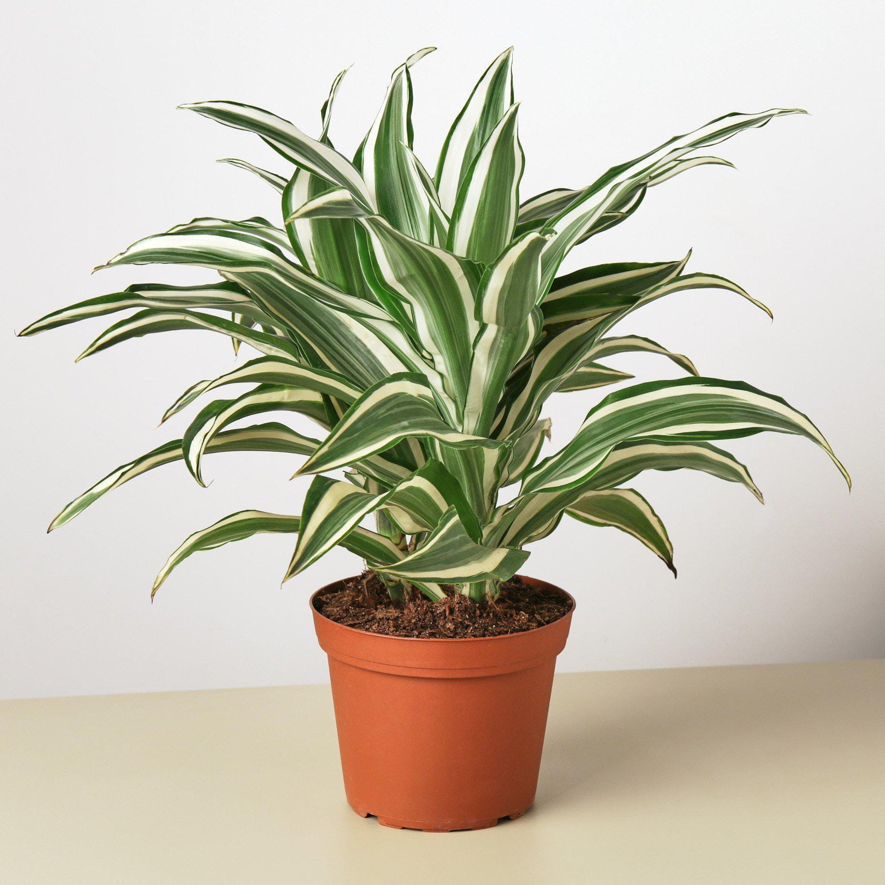 Dracaena 'Warneckii White Jewel'-4" Pot