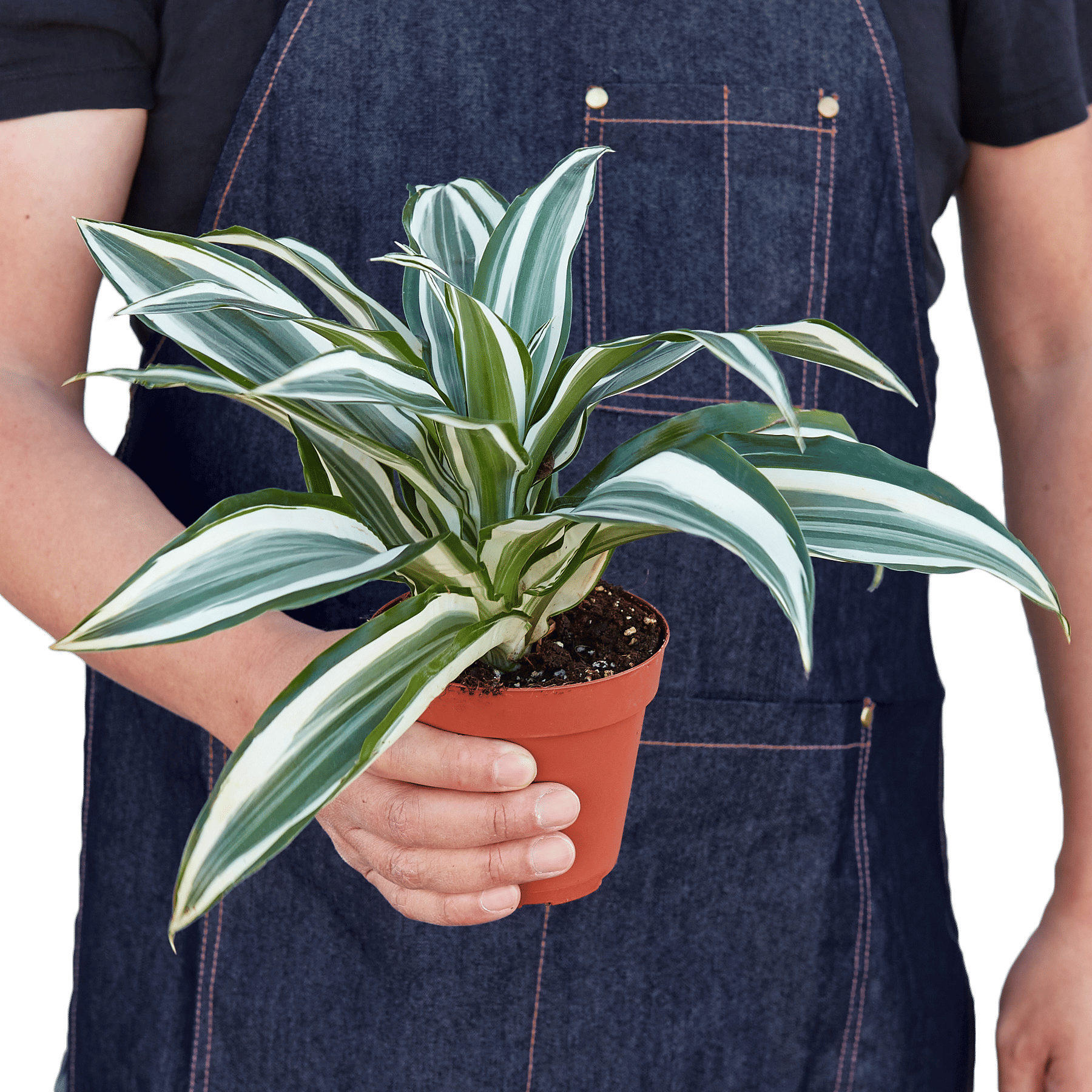 Dracaena 'Warneckii White Jewel'-4" Pot