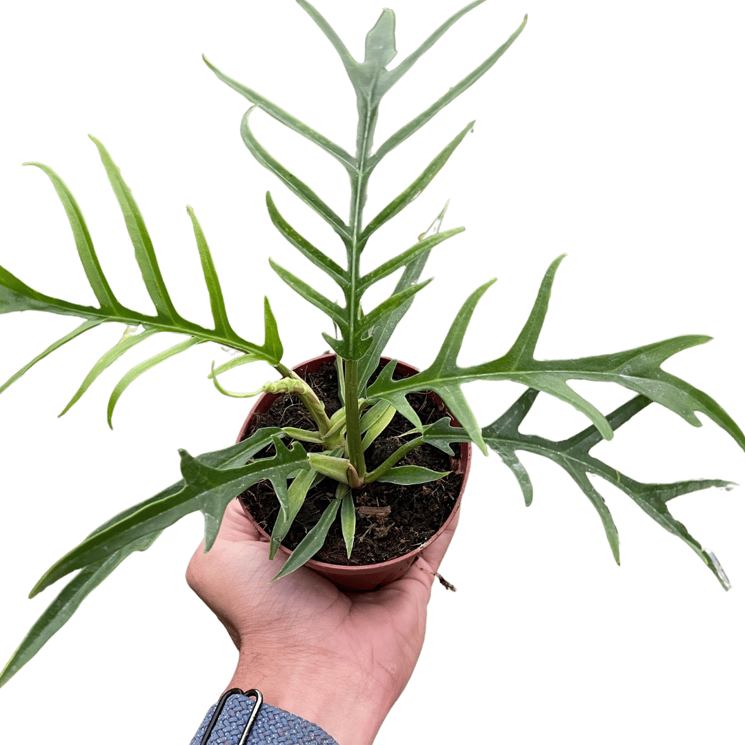Philodendron 'Tortum'-4" Pot